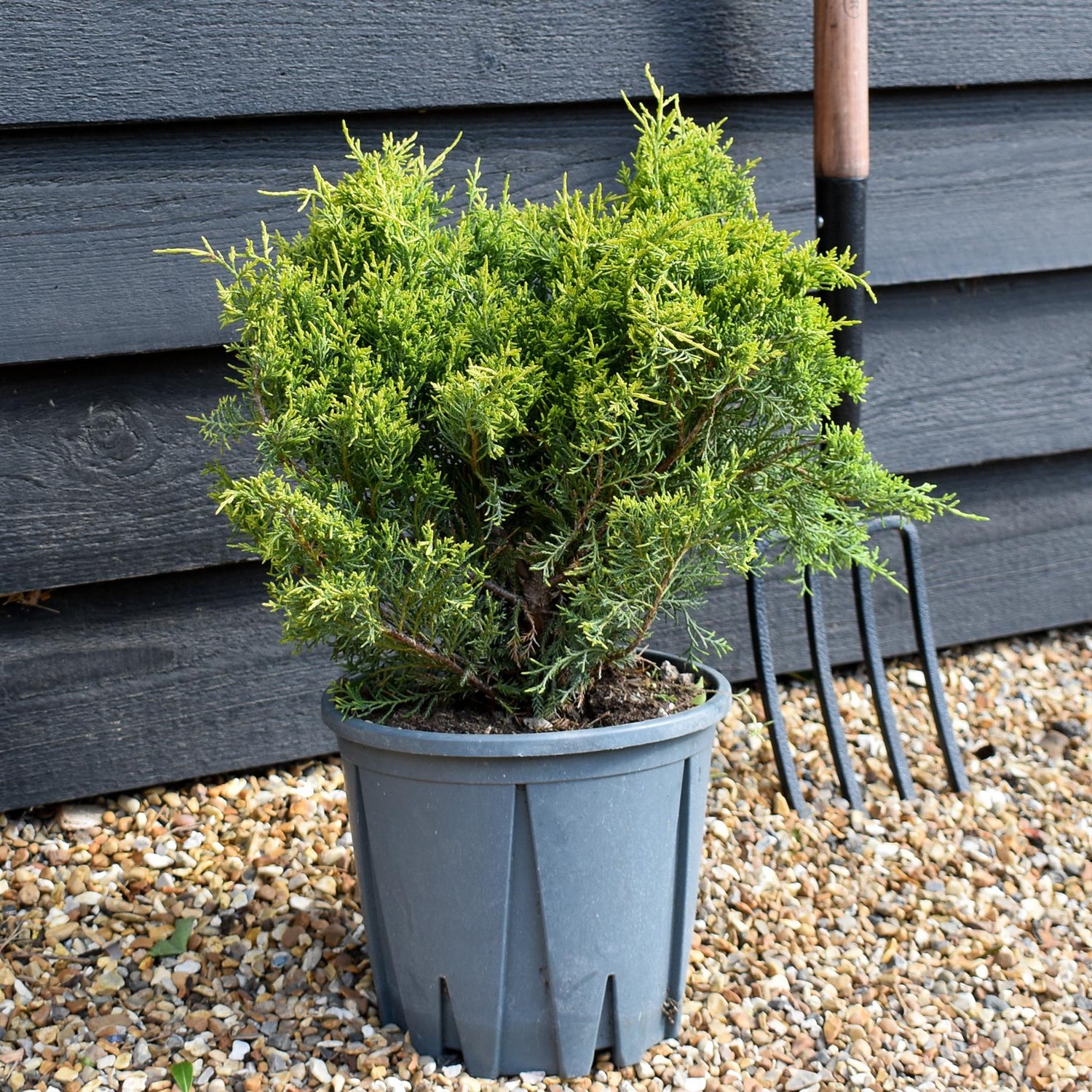 Juniperus x media 'Old Gold' -  Height 25-35cm - 10lt
