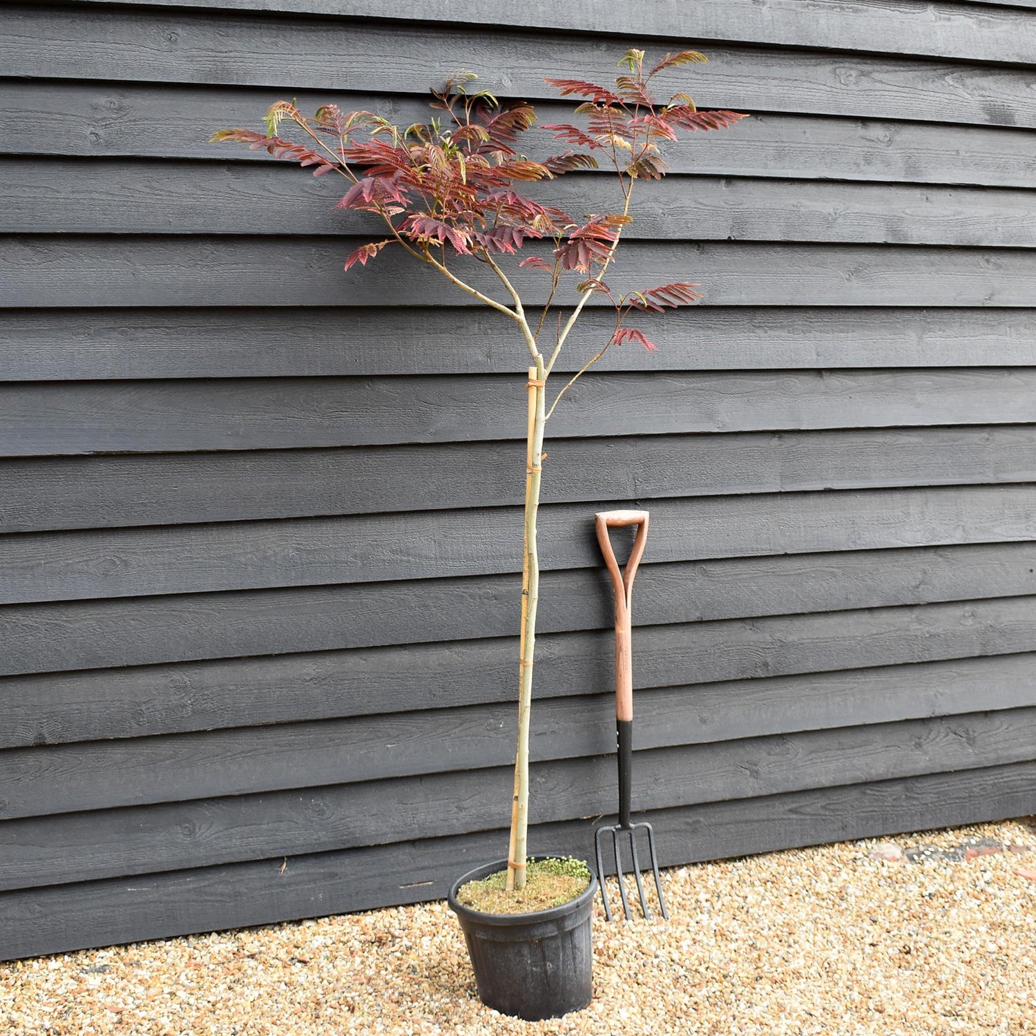 Albizia Julibrissin Evey's Pride | Silk Tree - Height 140-145cm - 15lt
