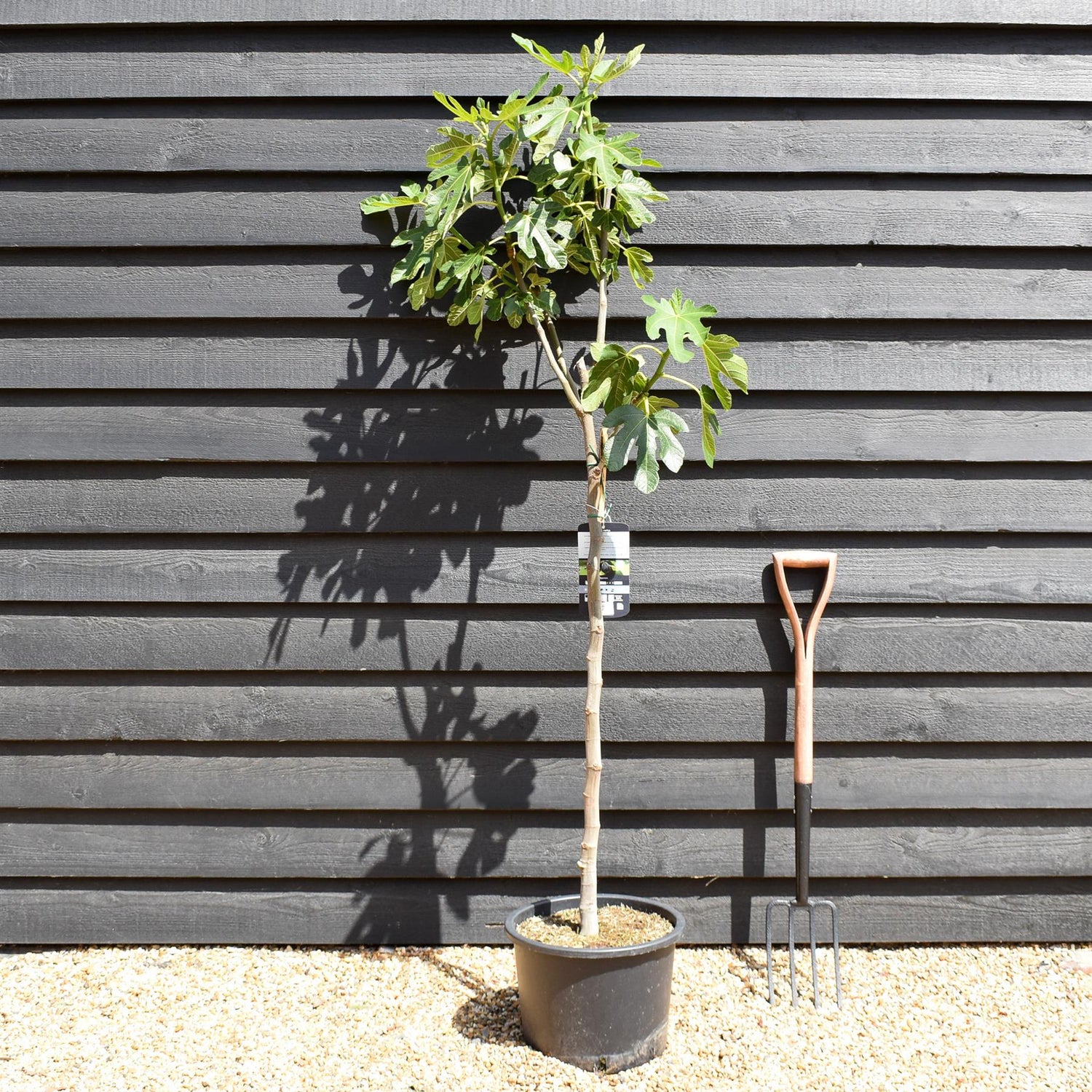 Fig - Ficus carica 'Noire de Caromb' - Clear Stem 80-90cm - Height 160-170cm - 10lt