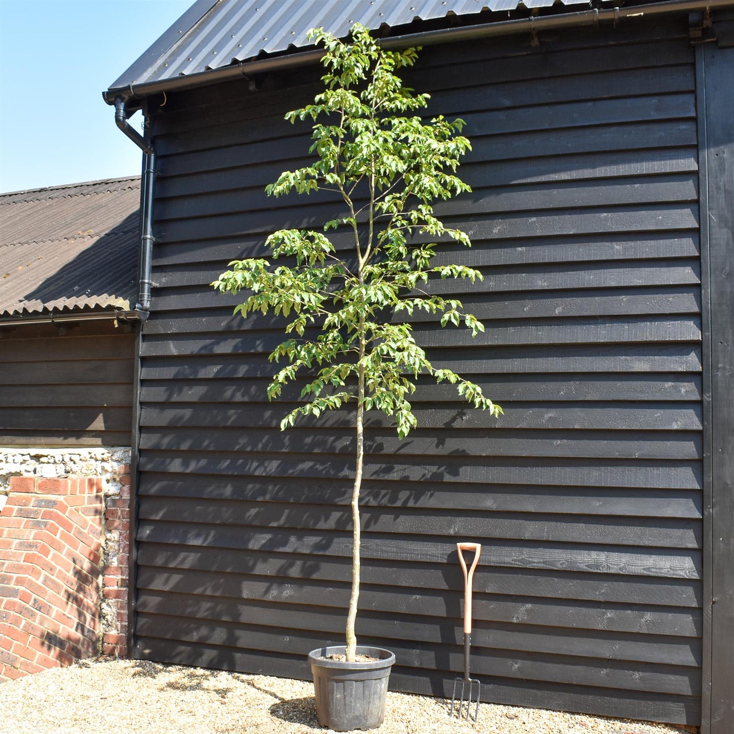 European hop-hornbeam | Ostrya carpinifolia - Height 300-350cm - Girth 6-8cm - 45lt
