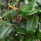 Trachelospermum jasminoides | Chinese Jasmine - Arch - 250cm, 25lt