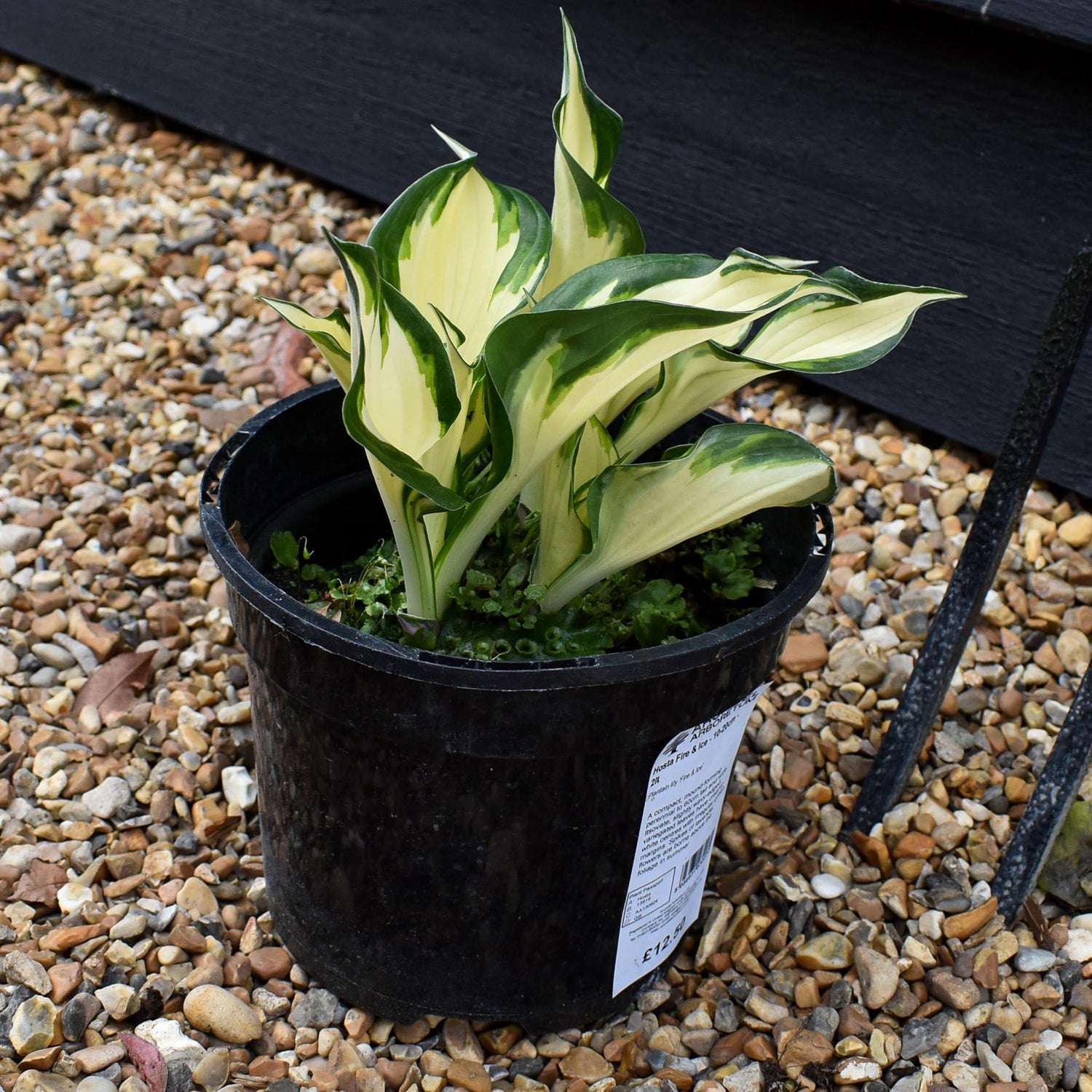 Hosta Plantain Lily Fire & Ice - 10-20cm - 2lt