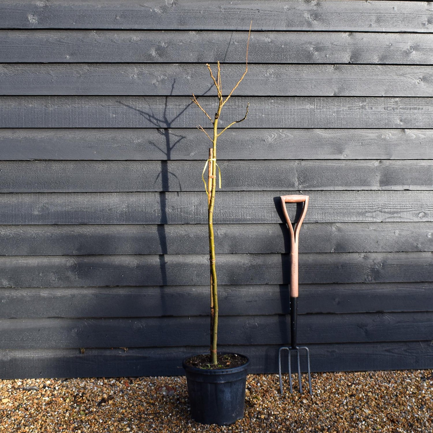 Albizia julibrissin Omberella  | Silk Tree - Height 140-150cm - 15lt