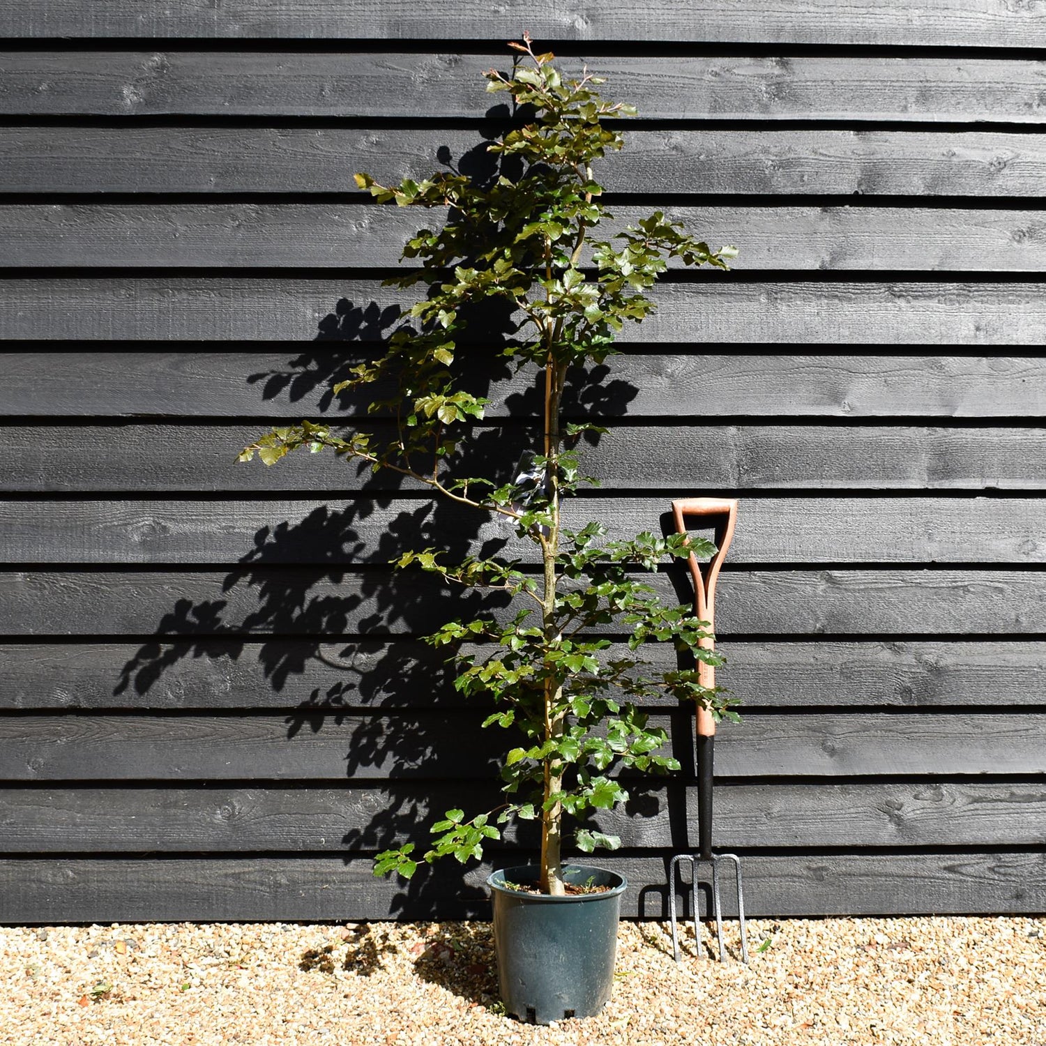 Fagus Sylvatica Purpurea | Copper Beech - Height 110-130cm - 12lt