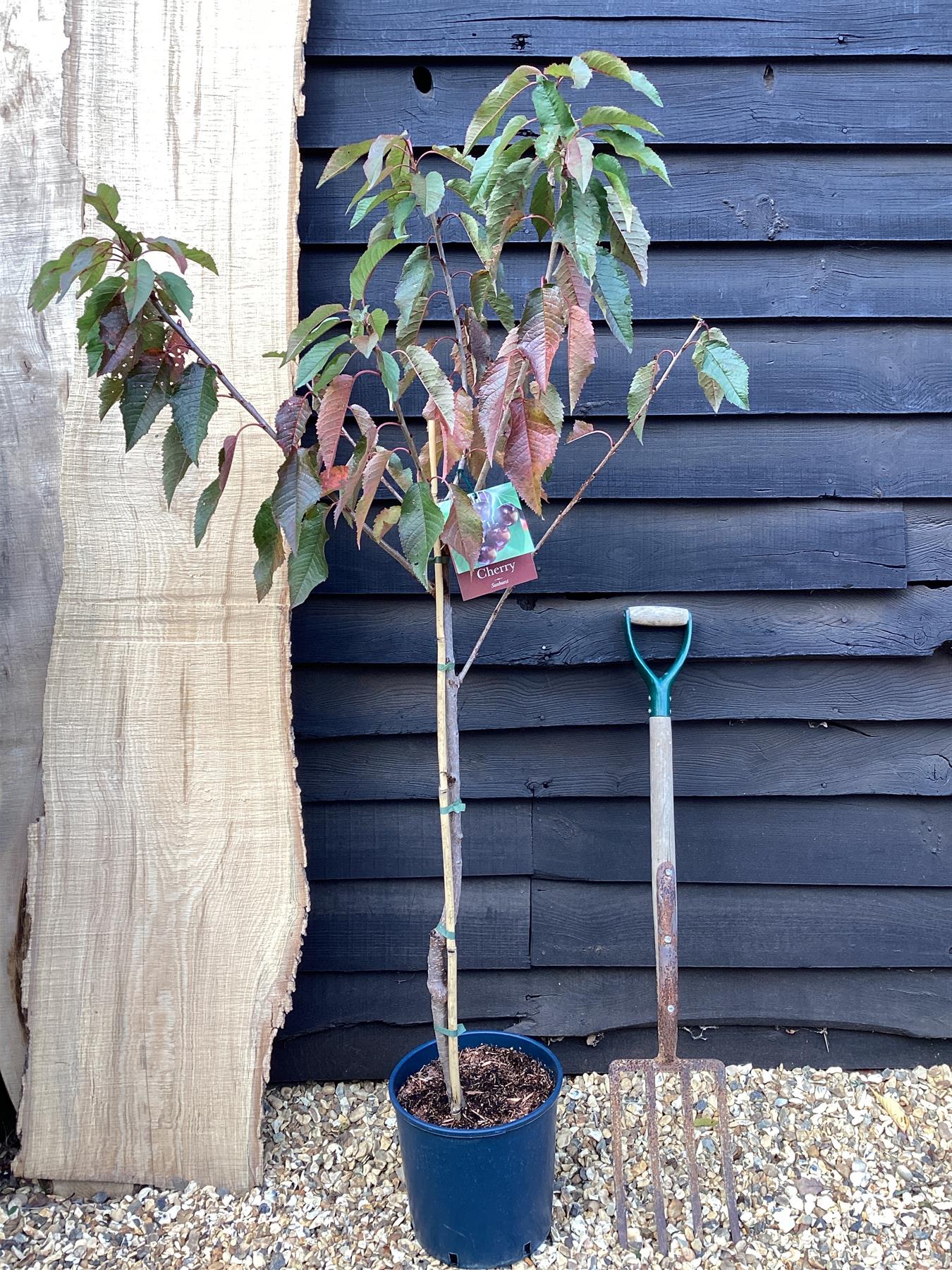 Cherry 'Sunburst' on Gisela | Prunus Avium - Dwarfing - Height 150-1800cm
