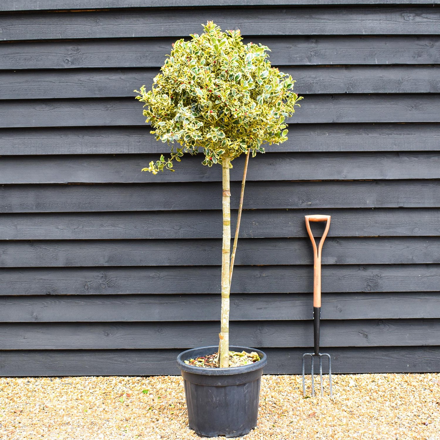 Ilex Aquifolium 'Argentea Marginata' | Silver-Margined Holly -  - Stem 90cm - Height 140-150cm - 45lt