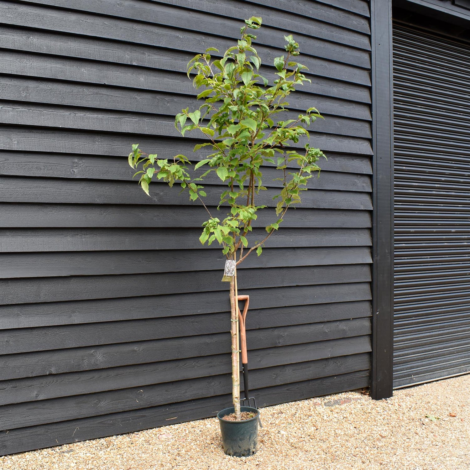 Prunus Avium Plena | Wild Cherry Tree, Height 190-210cm - 10lt