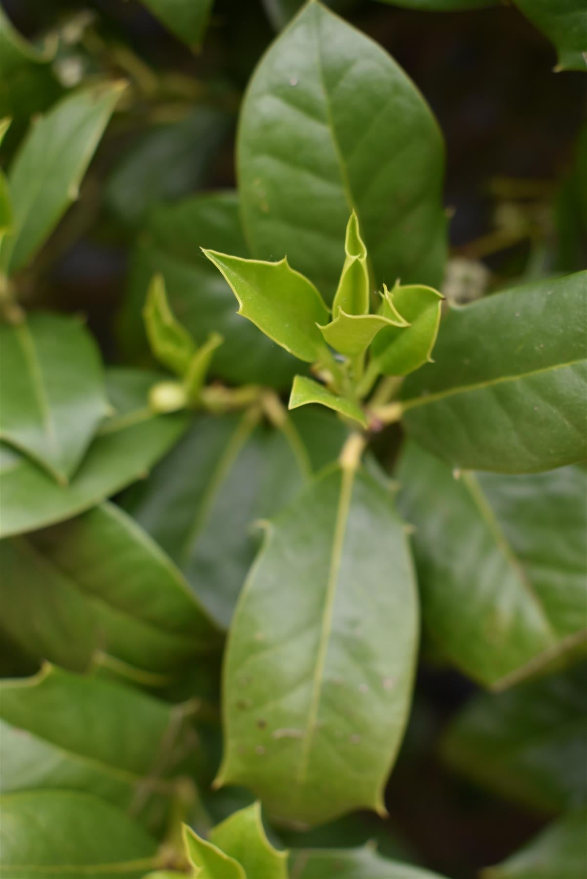 Ilex Nellie R Stevens | Holly 'Nellie R. Stevens' - Cone - 320cm - 130lt