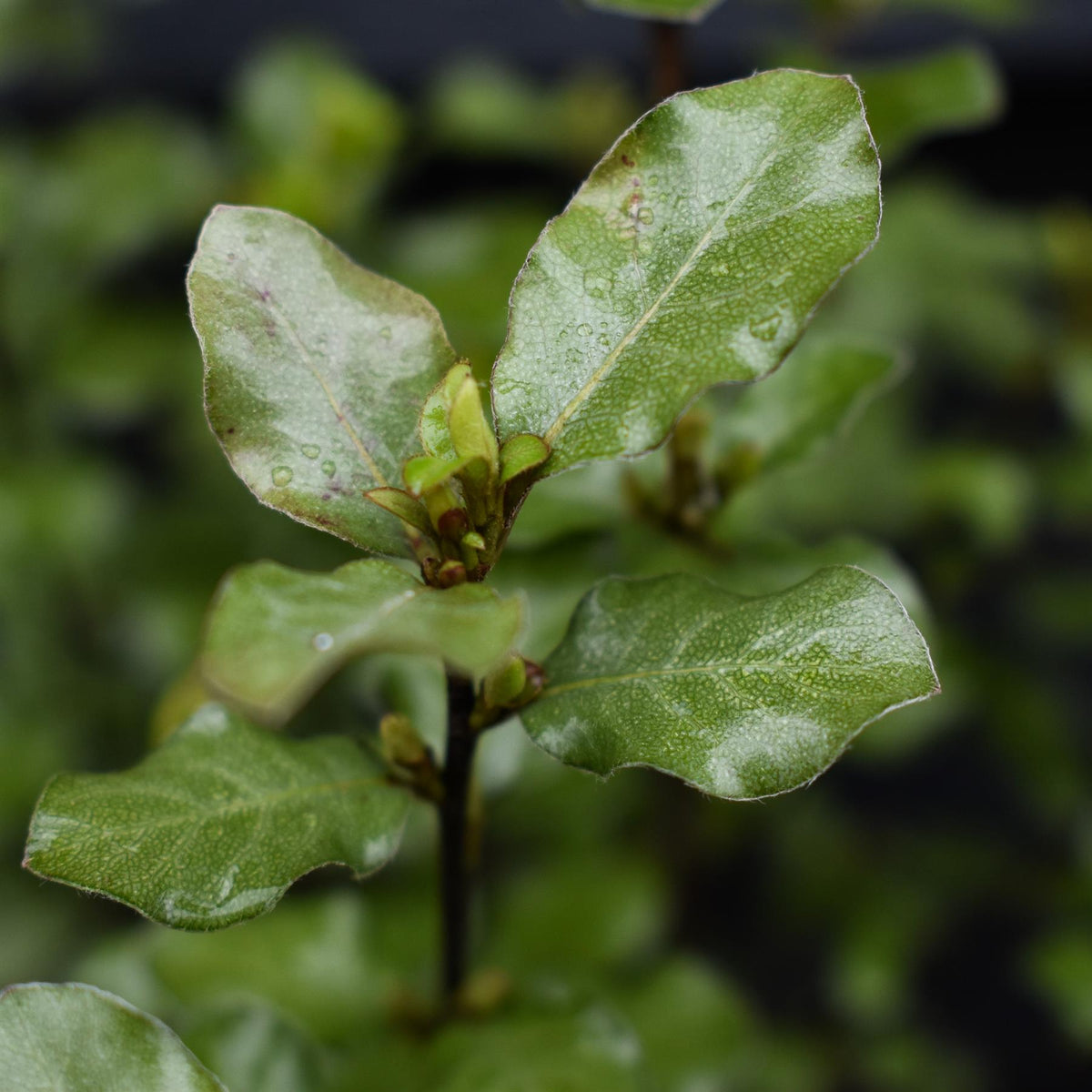 Pittosporum tenuifolium 'Wrinkled Blue' - Height 30-40cm - 2lt