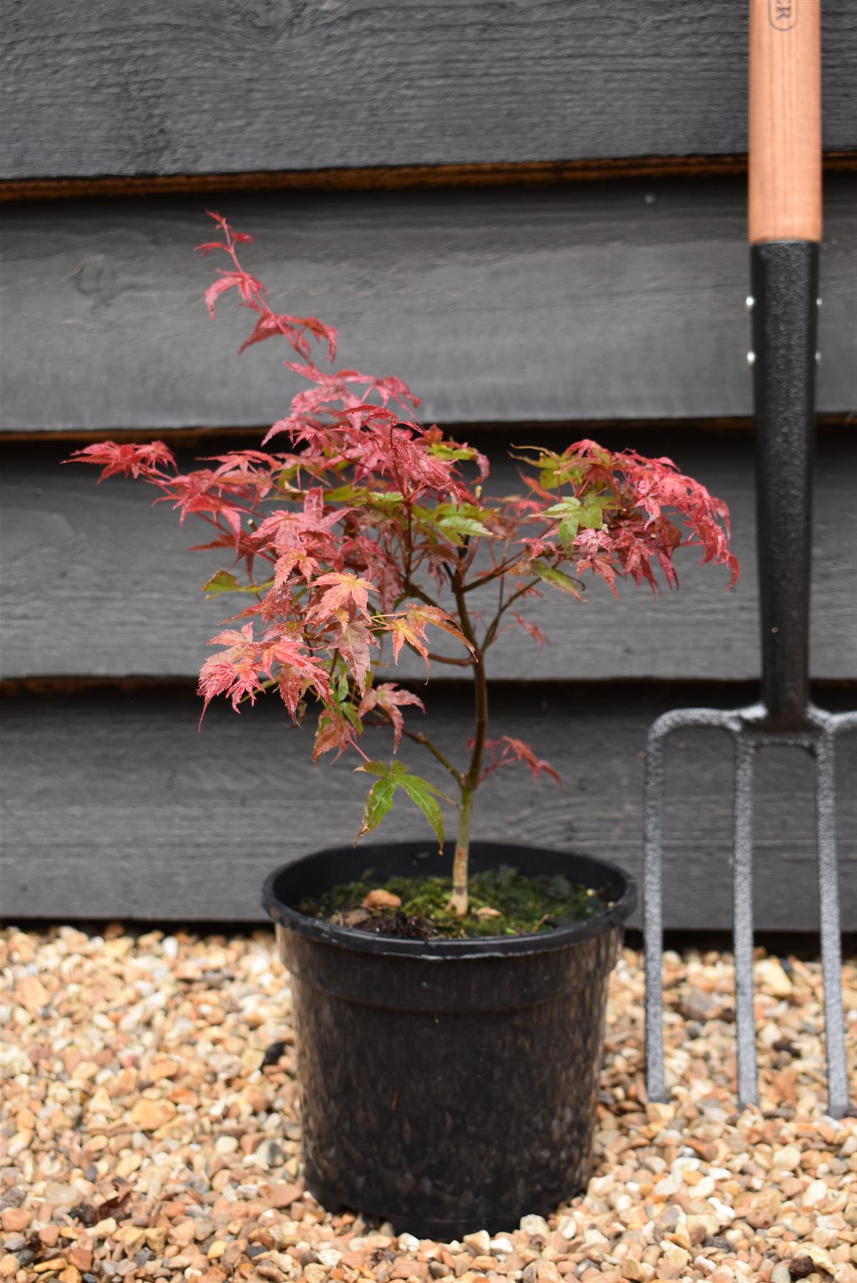 Acer palmatum Beni-maiko | Beni Maiko Japanese Maple - Height 30-50cm - 3lt