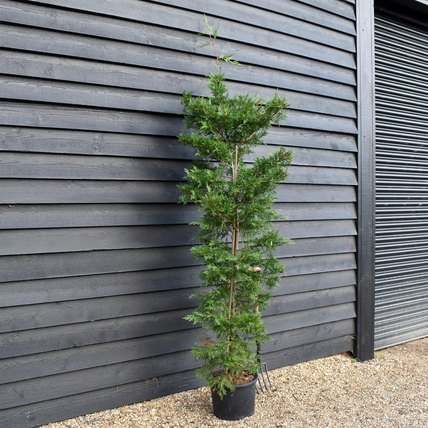 Cupressocyparis x leylandii - 150-160cm - 20lt