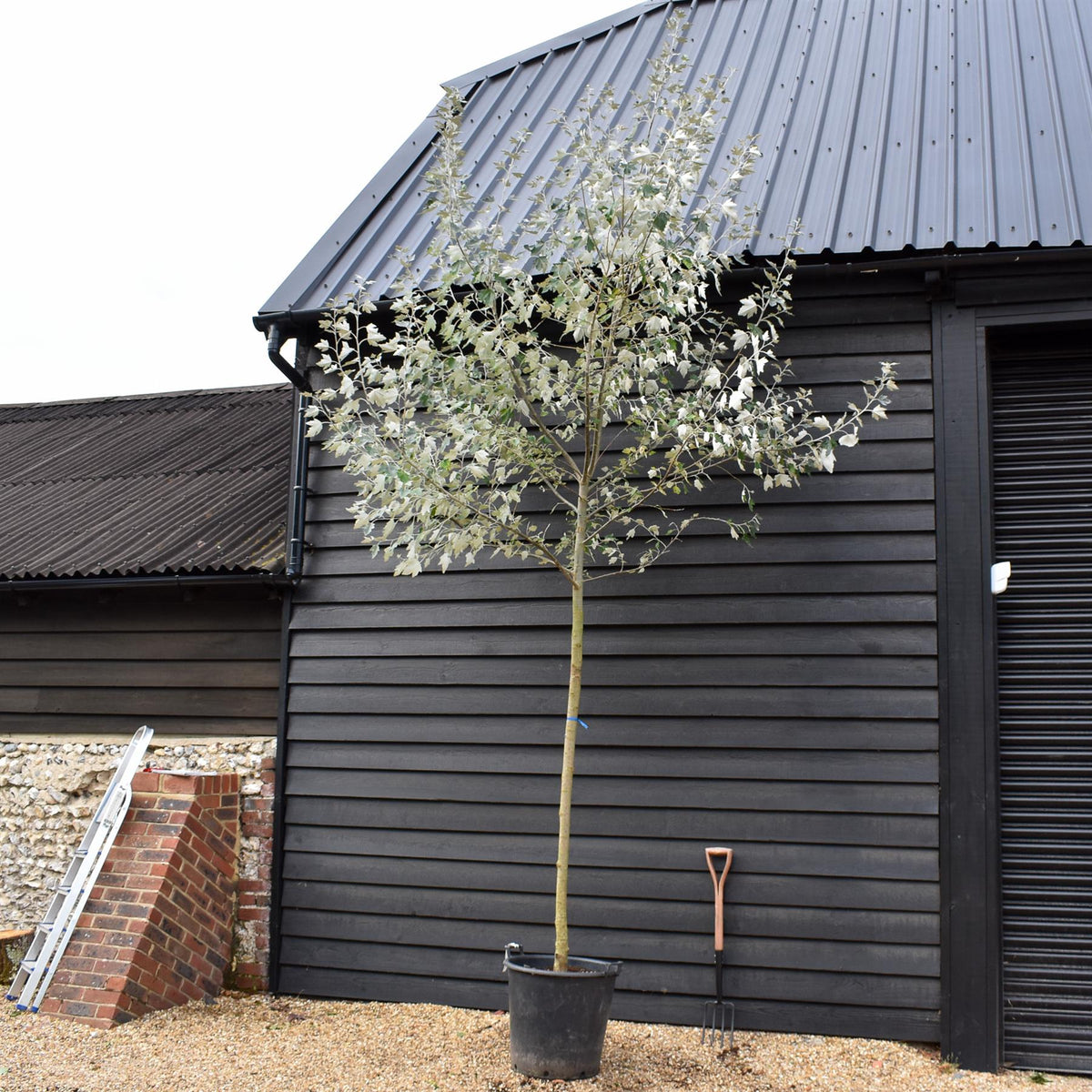 Populus alba | White Poplar Tree - Standard - Clear stem 160-170cm - Height 430-450cm - 70lt