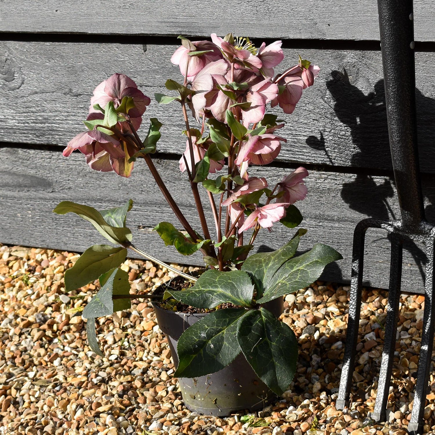 Helleborus 'Rhythm Pink' - Evergreen Perennial - Height 40-50cm - 2lt