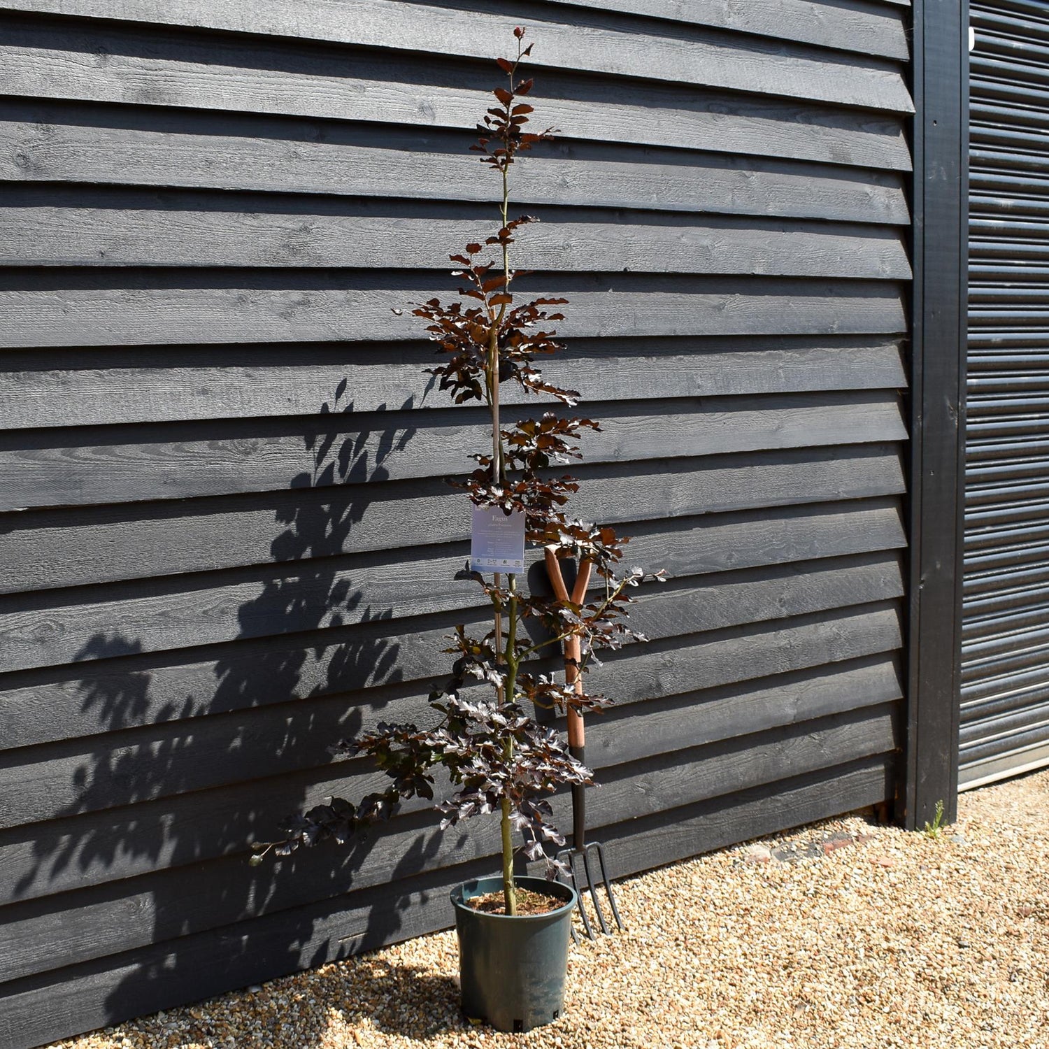 Fagus Sylvatica Purpurea | Copper Beech - Height 110-130cm - 12lt