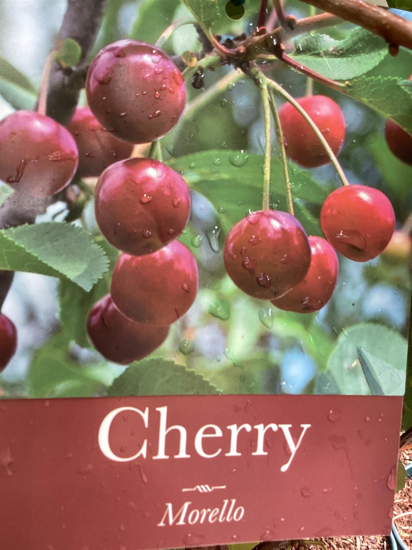 Cherry 'Morello' on Gisela | Prunus cerasus - Dwarfing - 140-150cm - 12lt