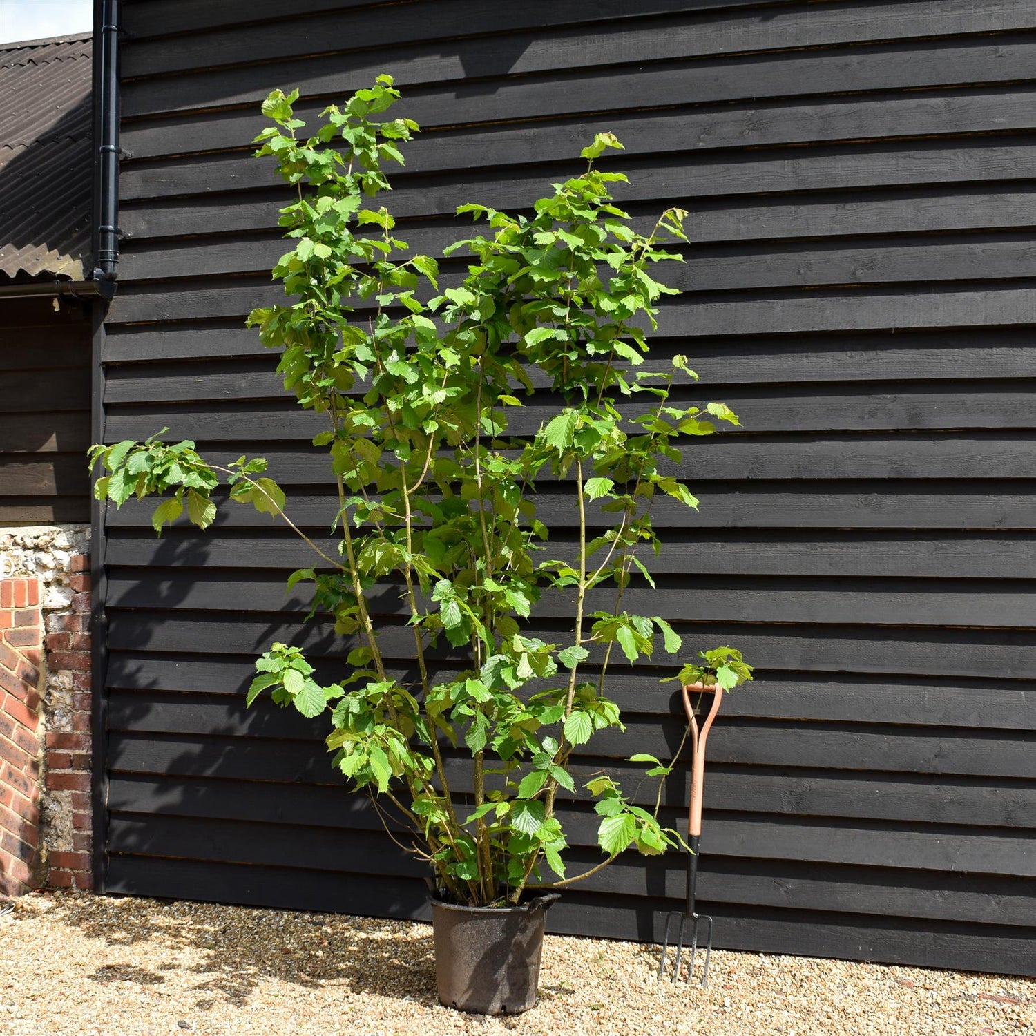 Corylus avellana 'Hazel' - MultiStem - Height 200-250cm - 30lt