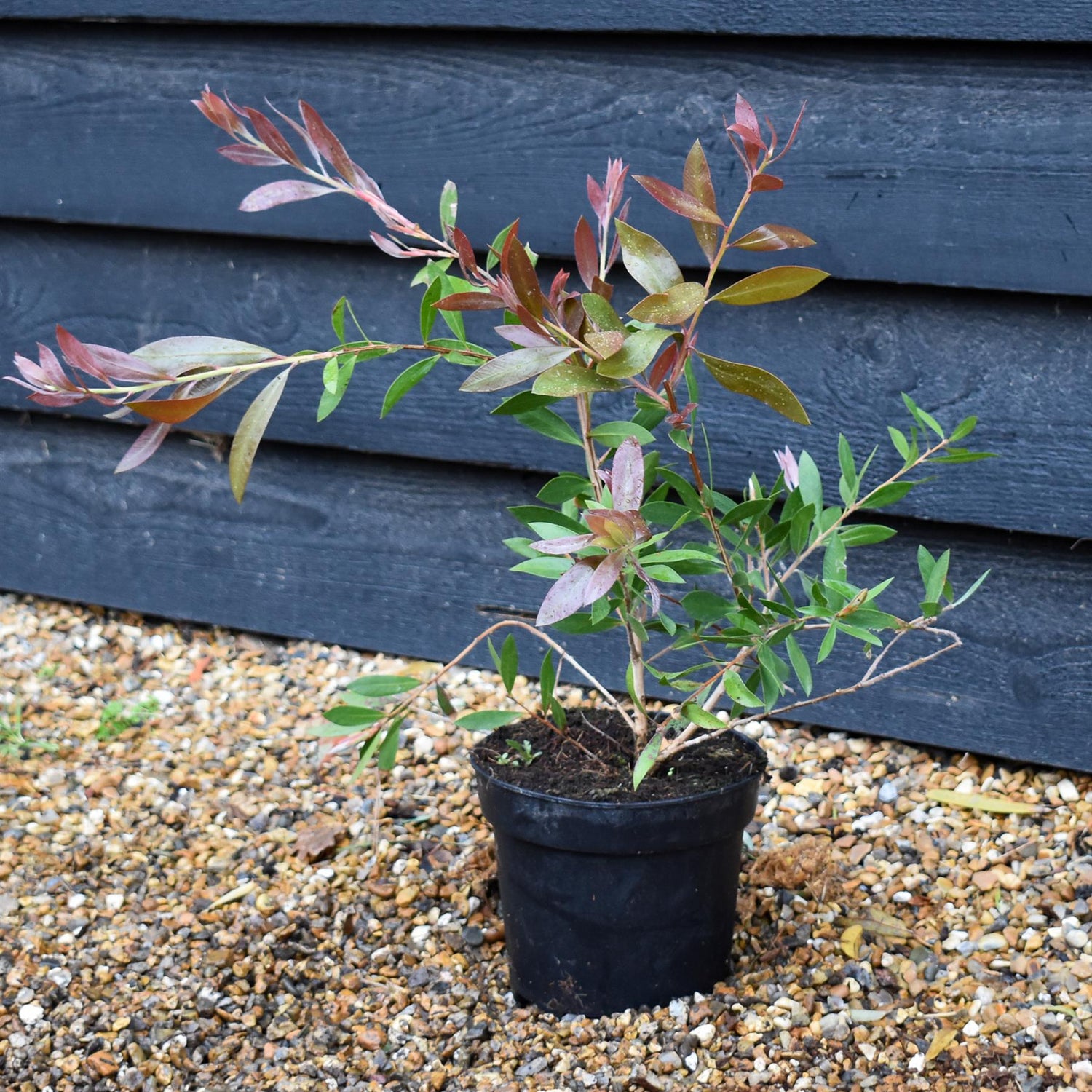 Callistemon Laevis | Bottlebrush - Shrub - Height 40-50cm - 3lt