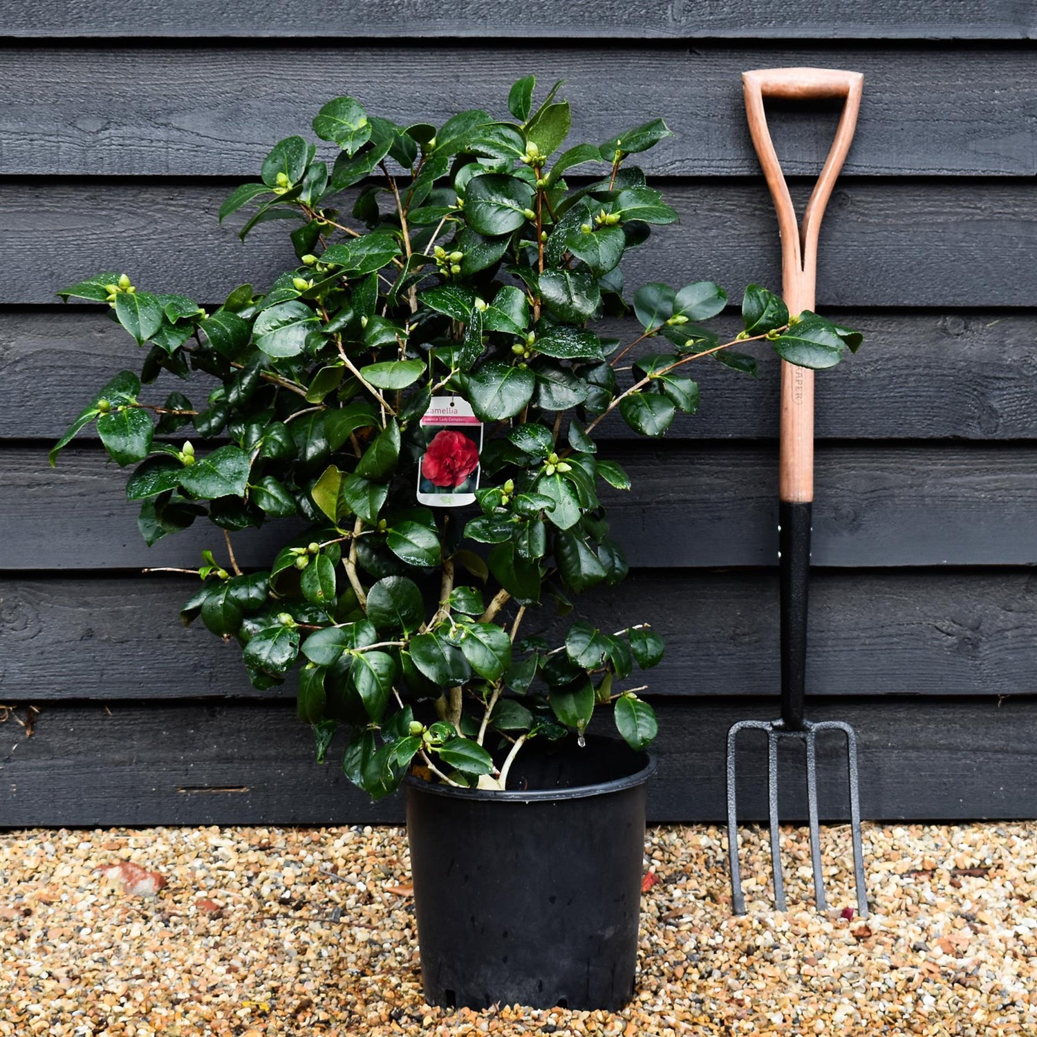 Camellia Lady Campbell -  60-70cm - 12lt