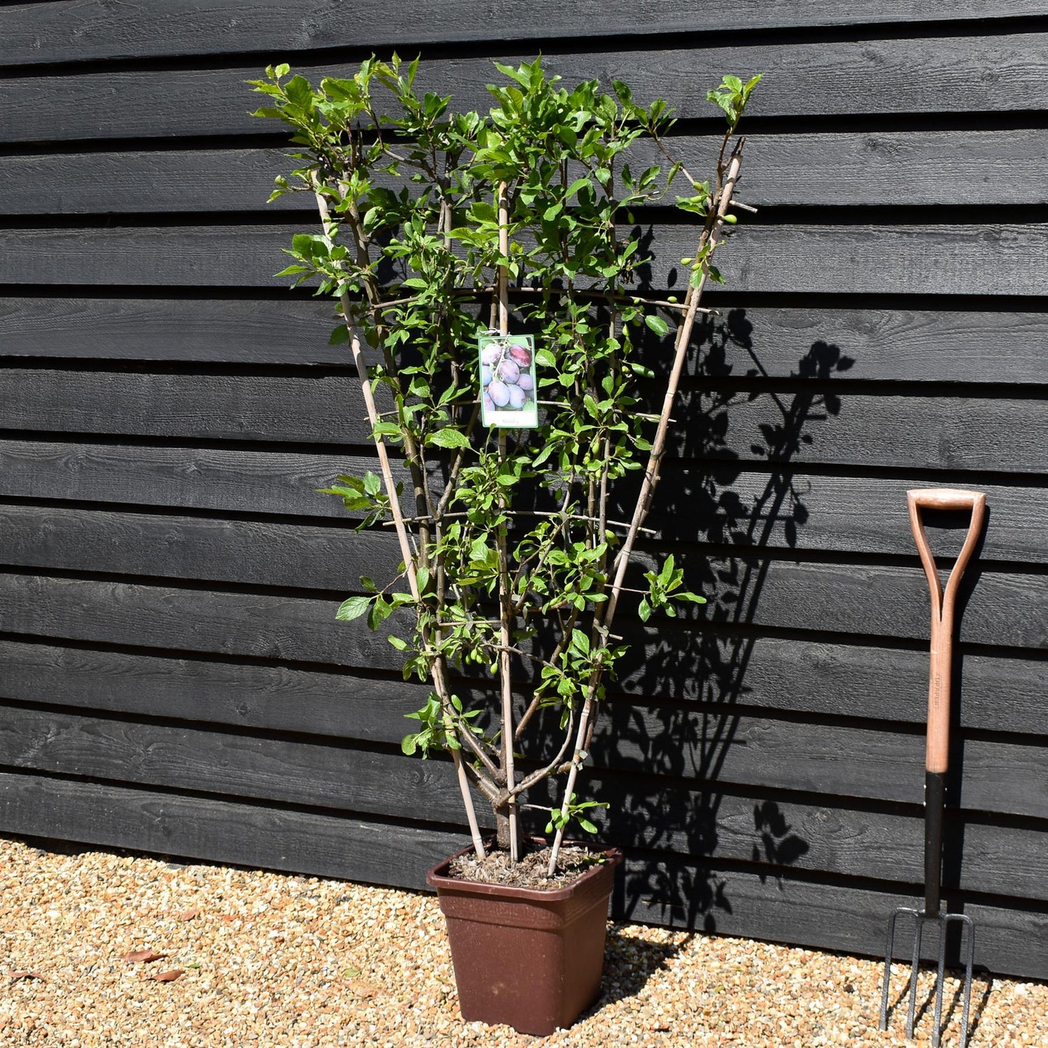 Prunus domestica 'Stanley' | Plum 'Stanley' -  Frame - Height 130-140cm - 30lt