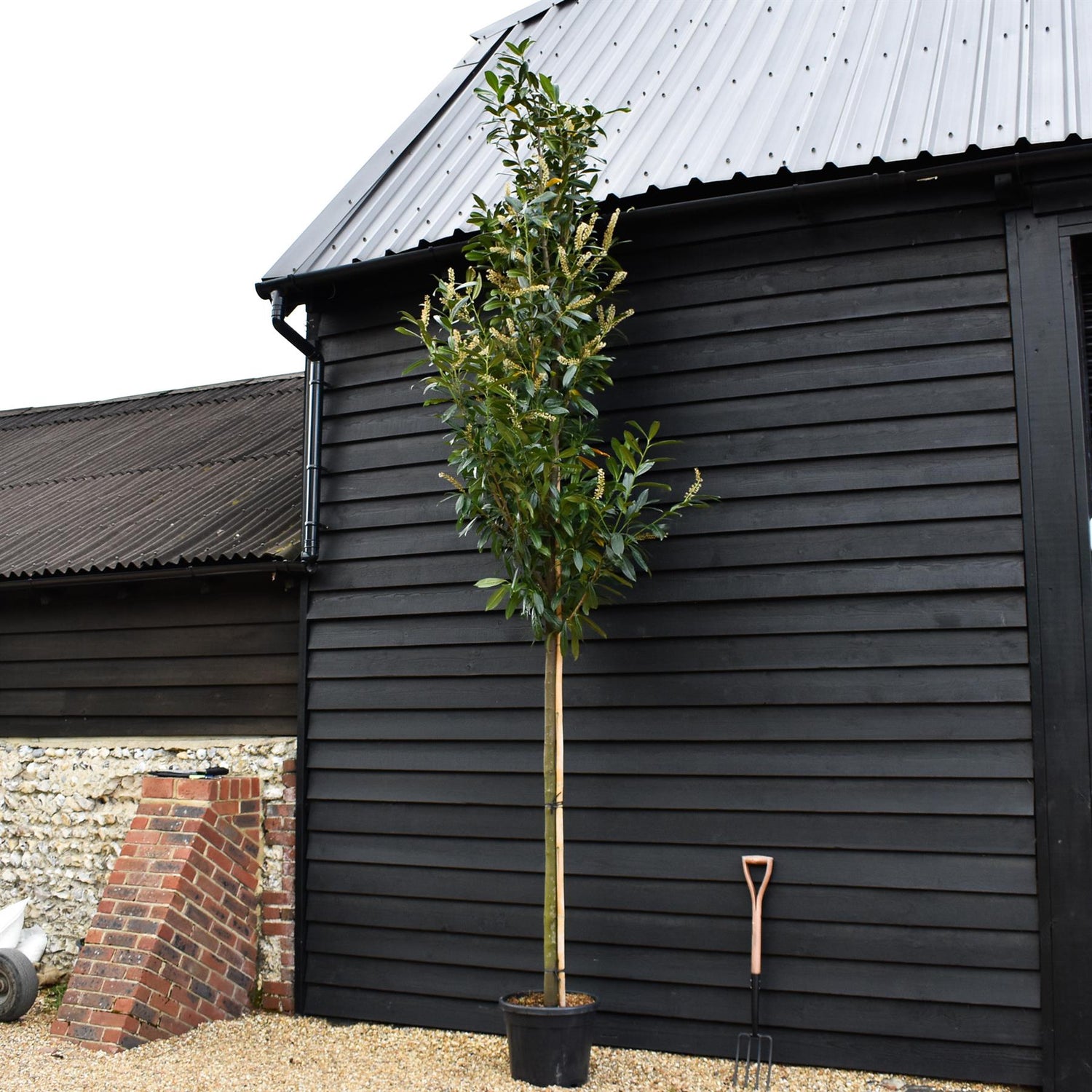 Prunus laurocerasus 'Caucasica' - Clear Stem 160-180cm - Girth 14-16cm - Height 400-420cm - 35lt