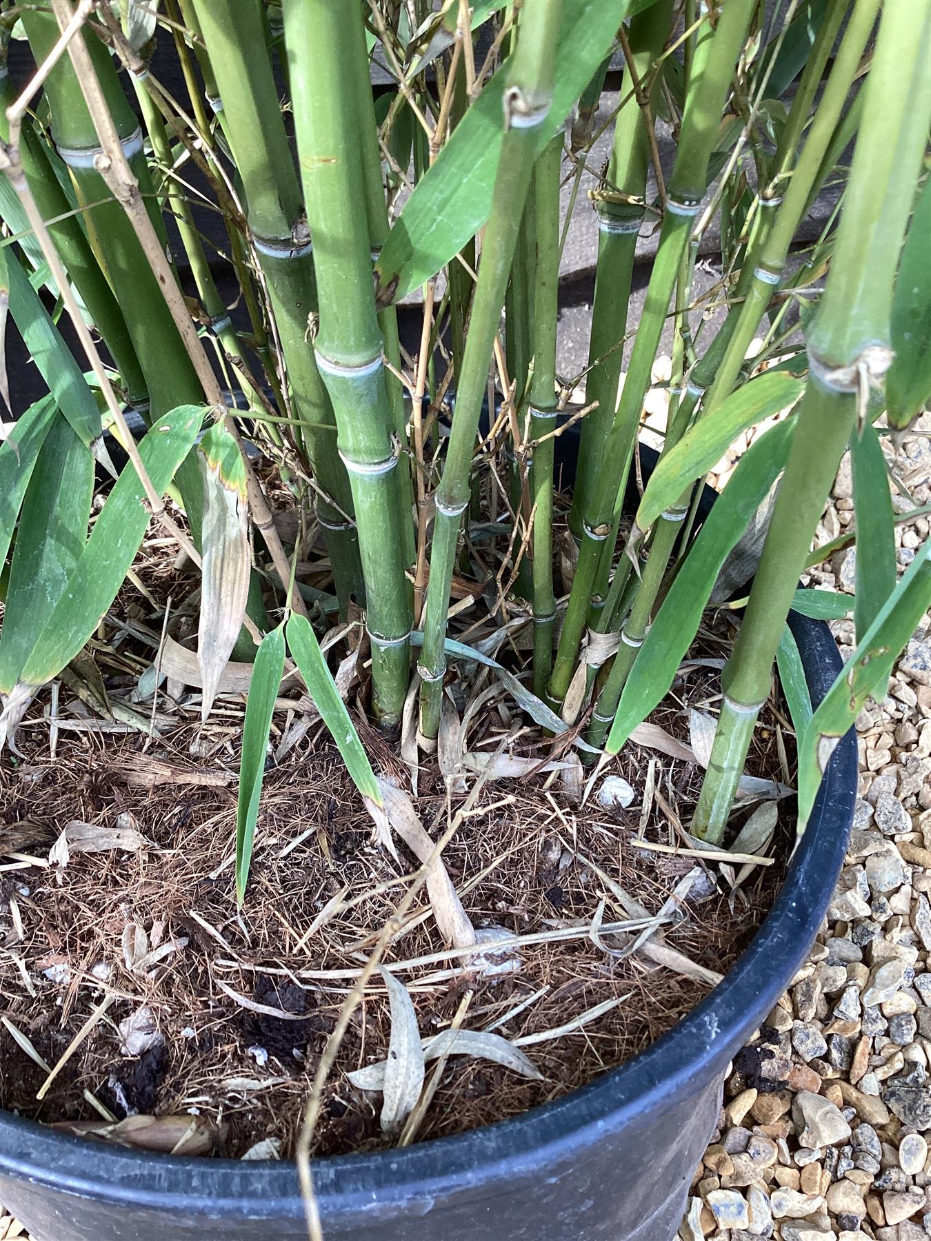 Phyllostachys aurea | Fish-pole bamboo - 230-240cm, 20lt