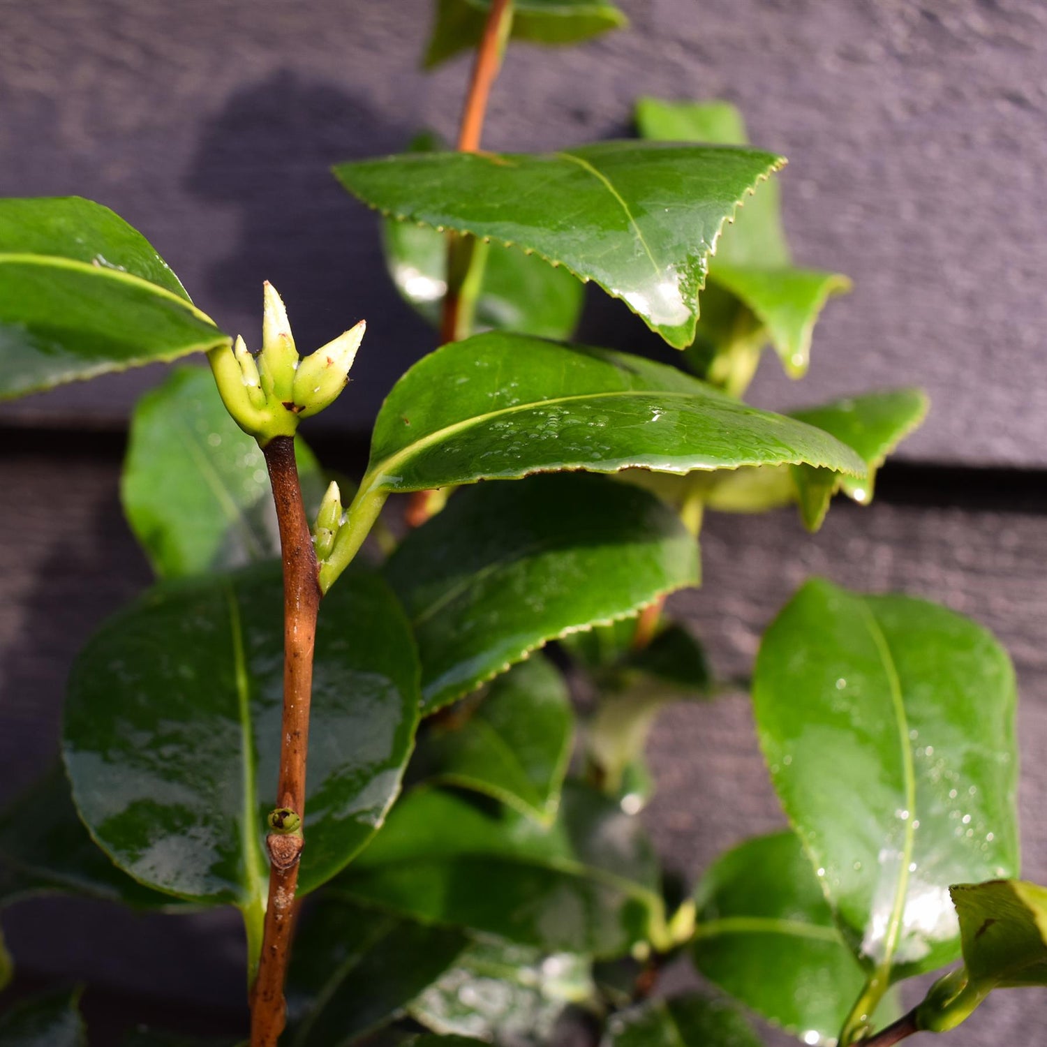 Camellia Brushfields Yellow - 3lt