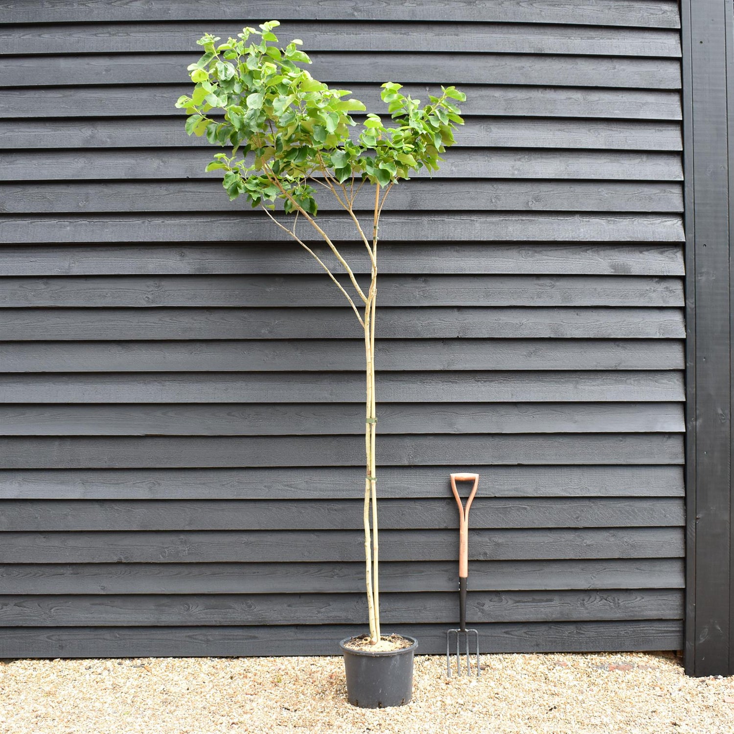 Cercis chinensis Shirobana- Height 200-220cm - Feathered - 20lt
