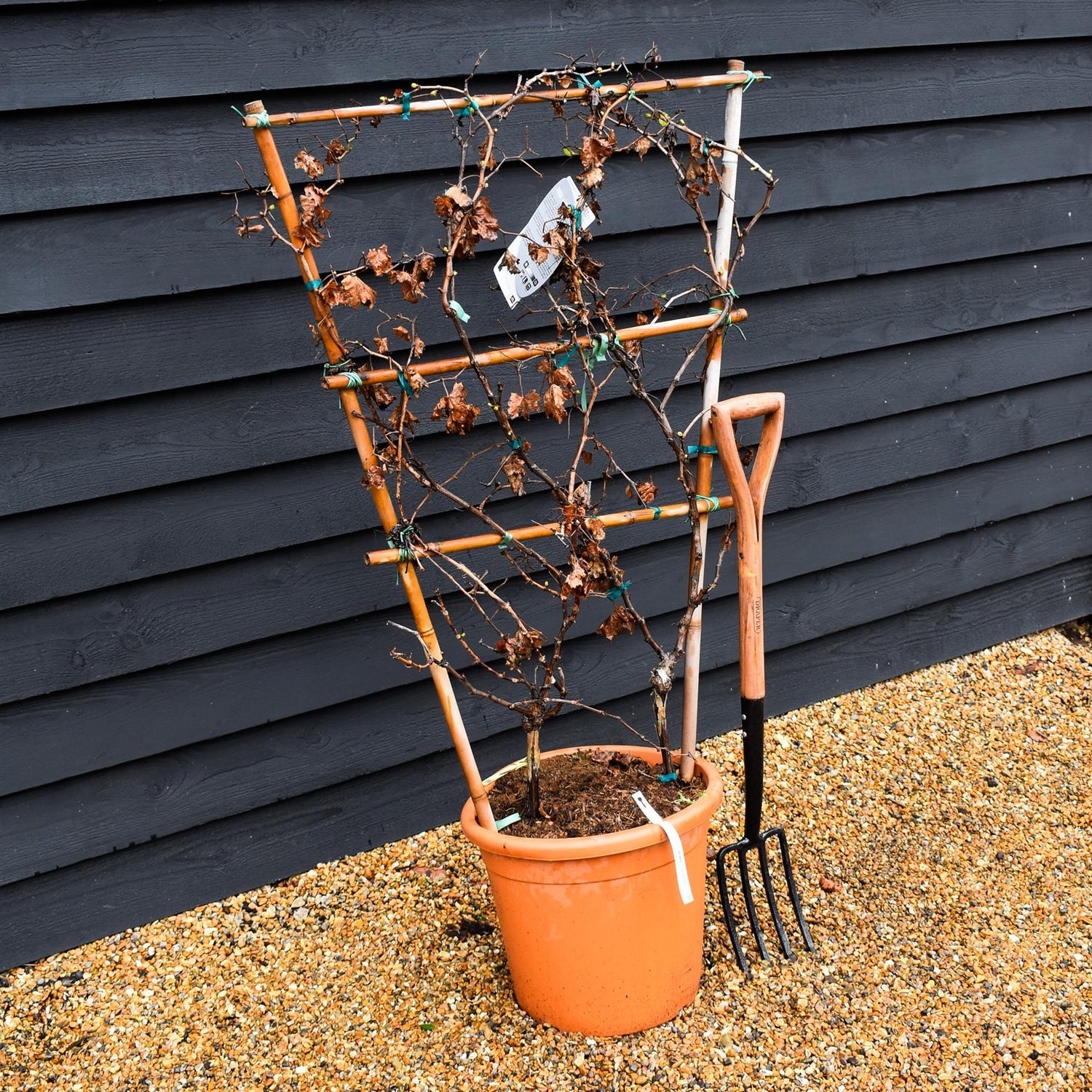 Vitis Vinifera Grape Vine - Framed - Height 90-110cm - 30lt
