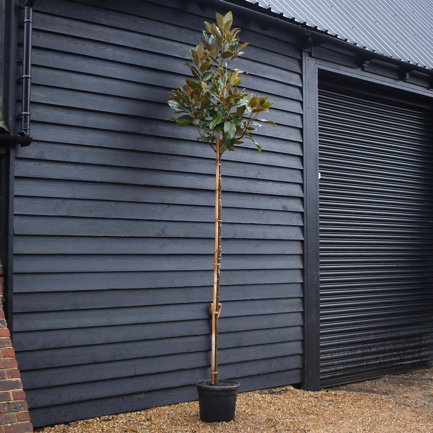 Magnolia Grandiflora 'Galissonniere' | Southern Magnolia 'Galissonniere' - Standard - Clear Stem 180-200cm - Girth 6-8cm - Height 290-300cm - 30lt