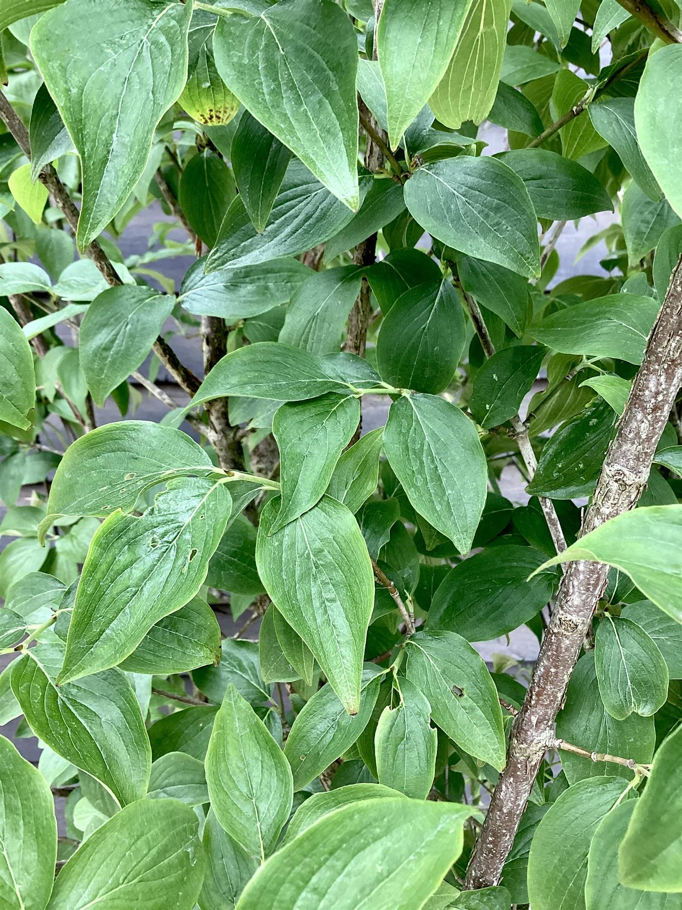 Cornus Mas | Cornelian Cherry - Height 180-200cm -55lt