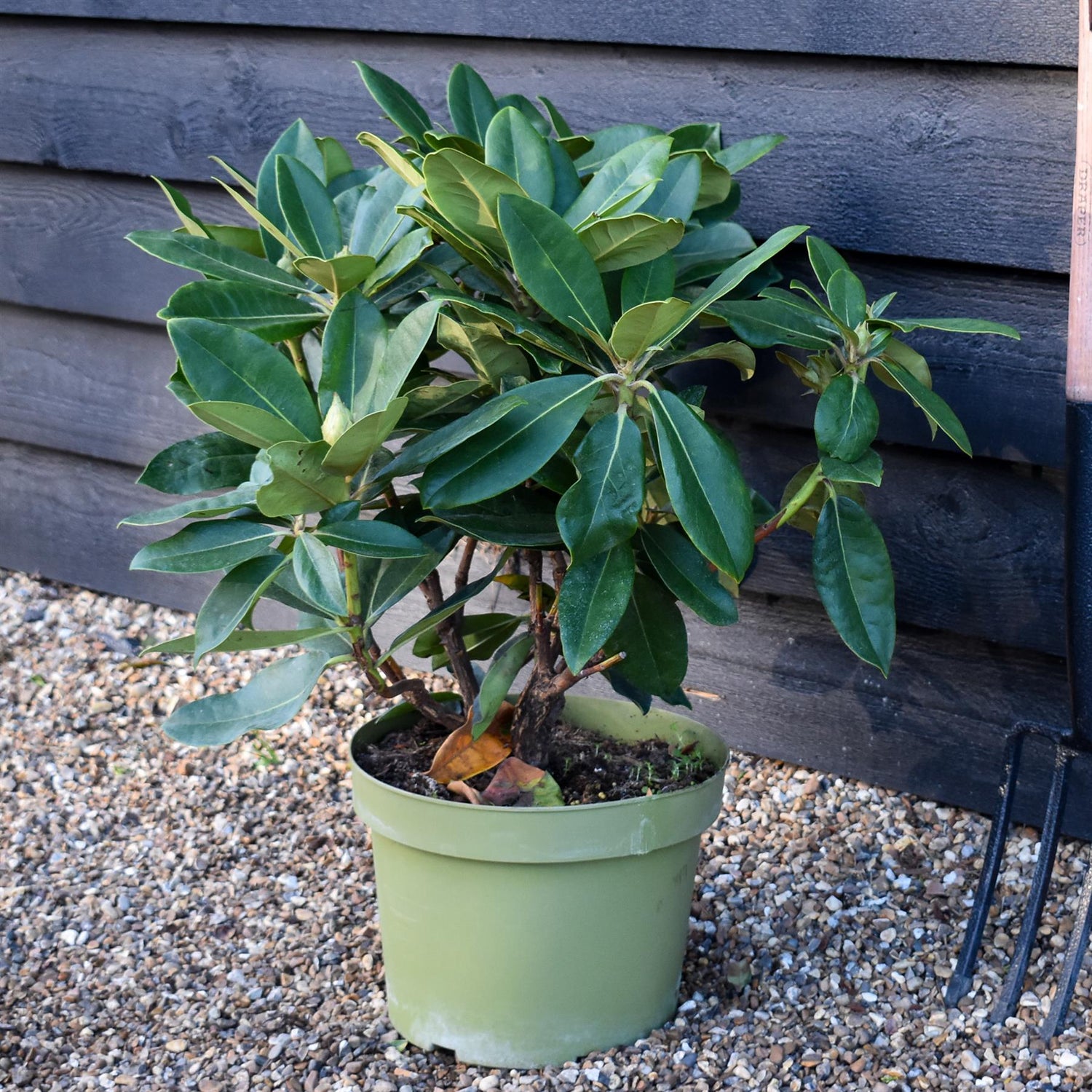 Rhododendron 'Gomer Waterer' - Shrub - Height 50-60cm - 10lt