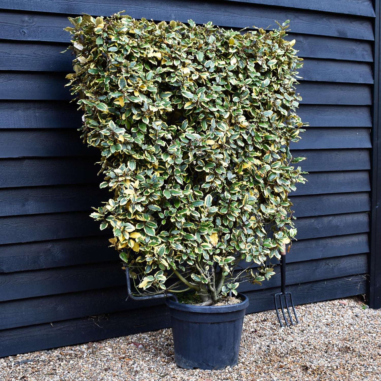 Elaeagnus 'Viveleg' - Metal Frame - 160cm, 45lt