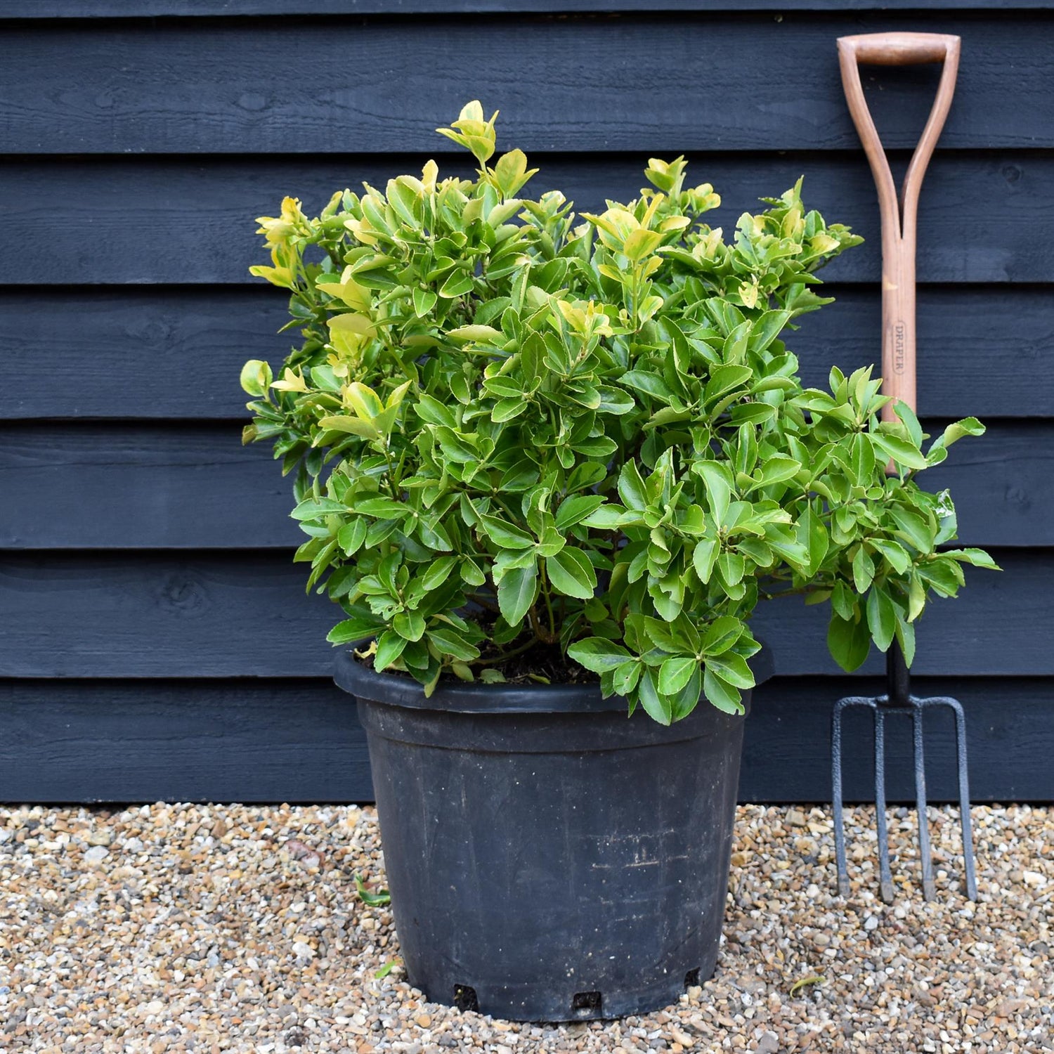 Euonymus japonicus 'Aureus' - Height 60-100cm- 35lt