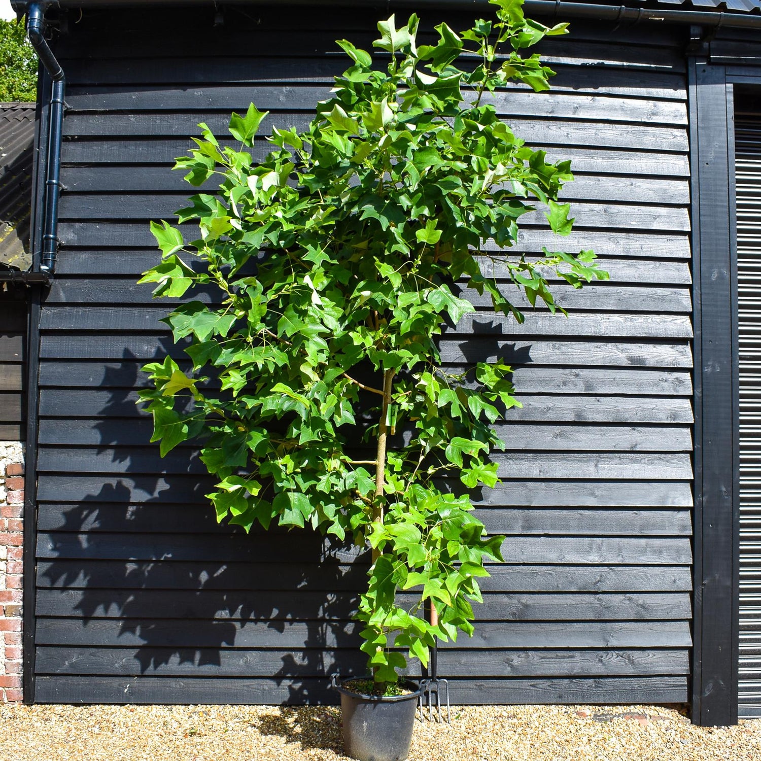 Liriodendron tulipifera | Tulip Tree - Height 220-250cm - Girth 10-12cm - 30lt
