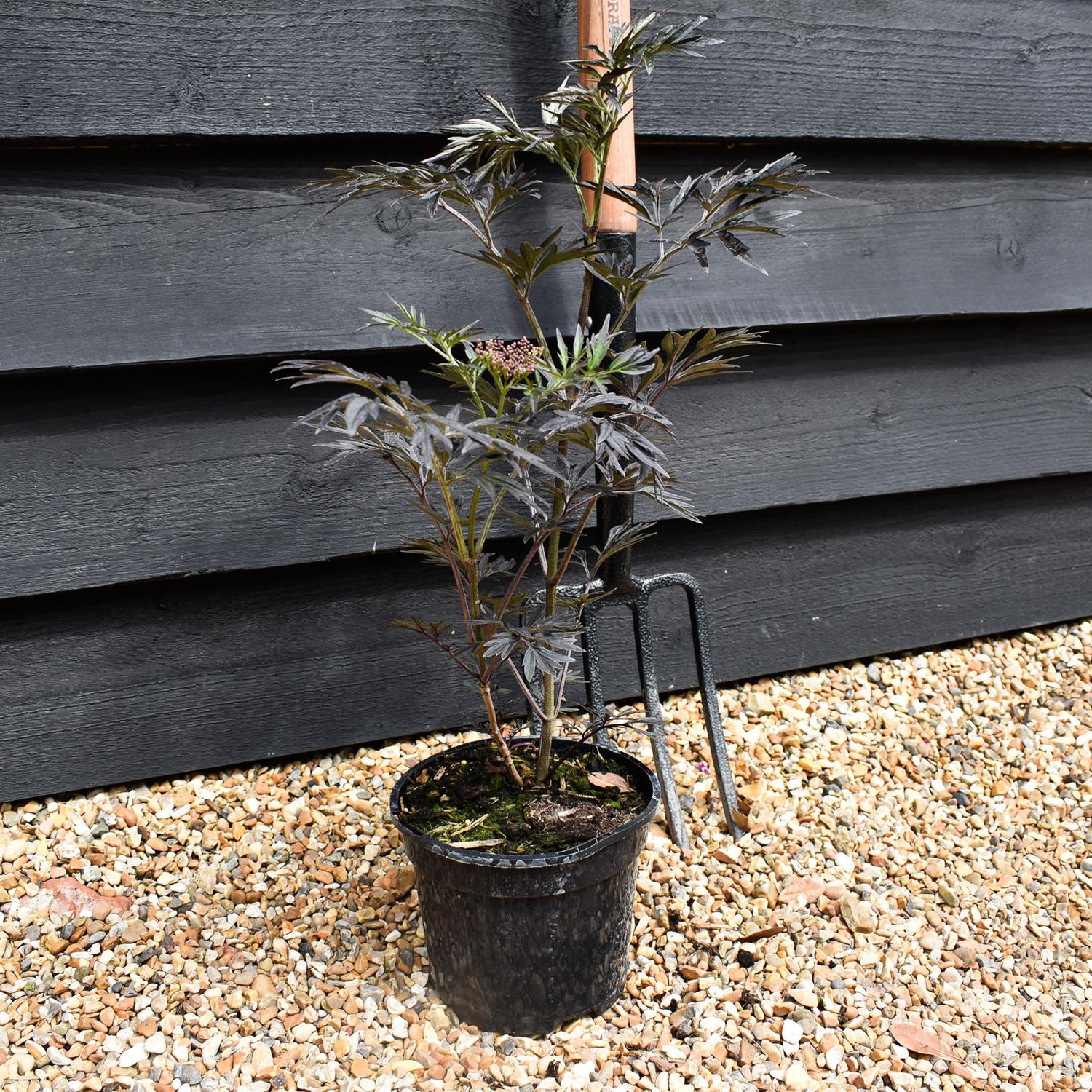 Sambucus nigra Black Lace - Height 25-50cm - Shrub - 2lt