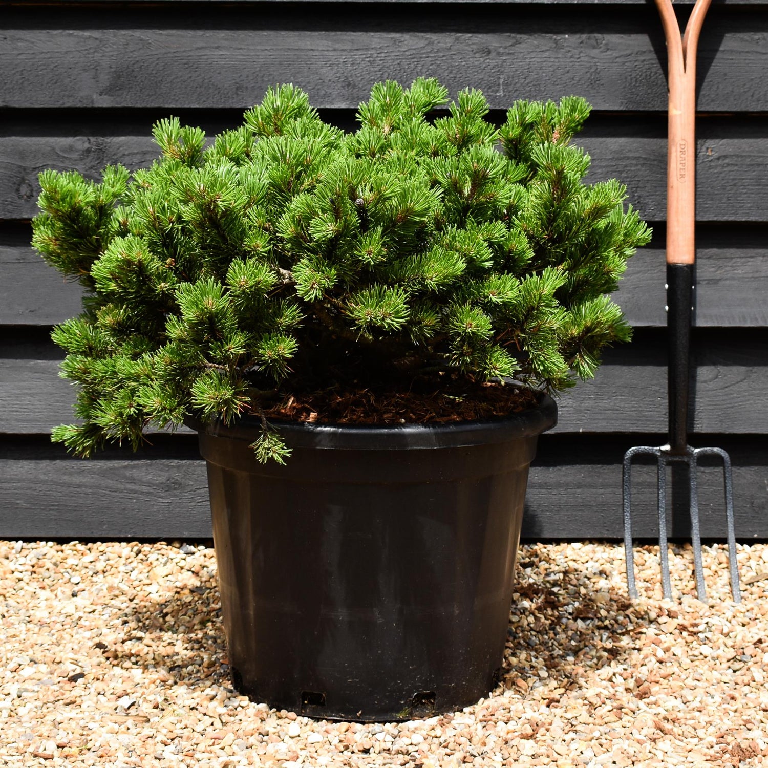 Pinus mugo Klostergrun - Height 30-40cm - Width 70-80cm - 35lt