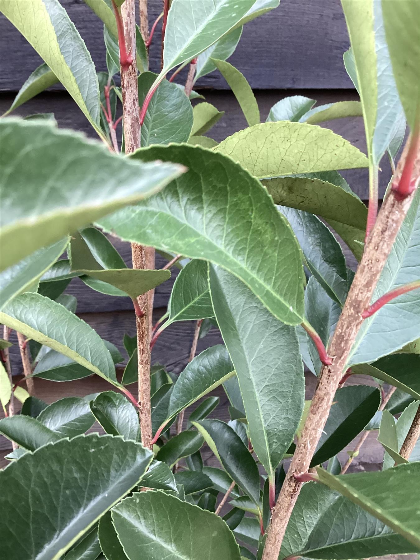 Photinia x fraseri Red Robin - Shrub - Hedging - Bush - Height 100-150cm - 15lt