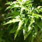Acer palmatum 'Crispifolium' / 'Shishi-gashira' | Japanese maple Lion's Head - Girth 20cm - 190-200cm - 130lt