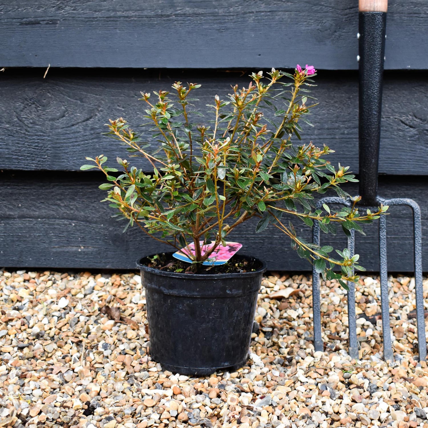 Azalea Japonica 'Amoena' - Height 18-25cm - Bushy - 2lt