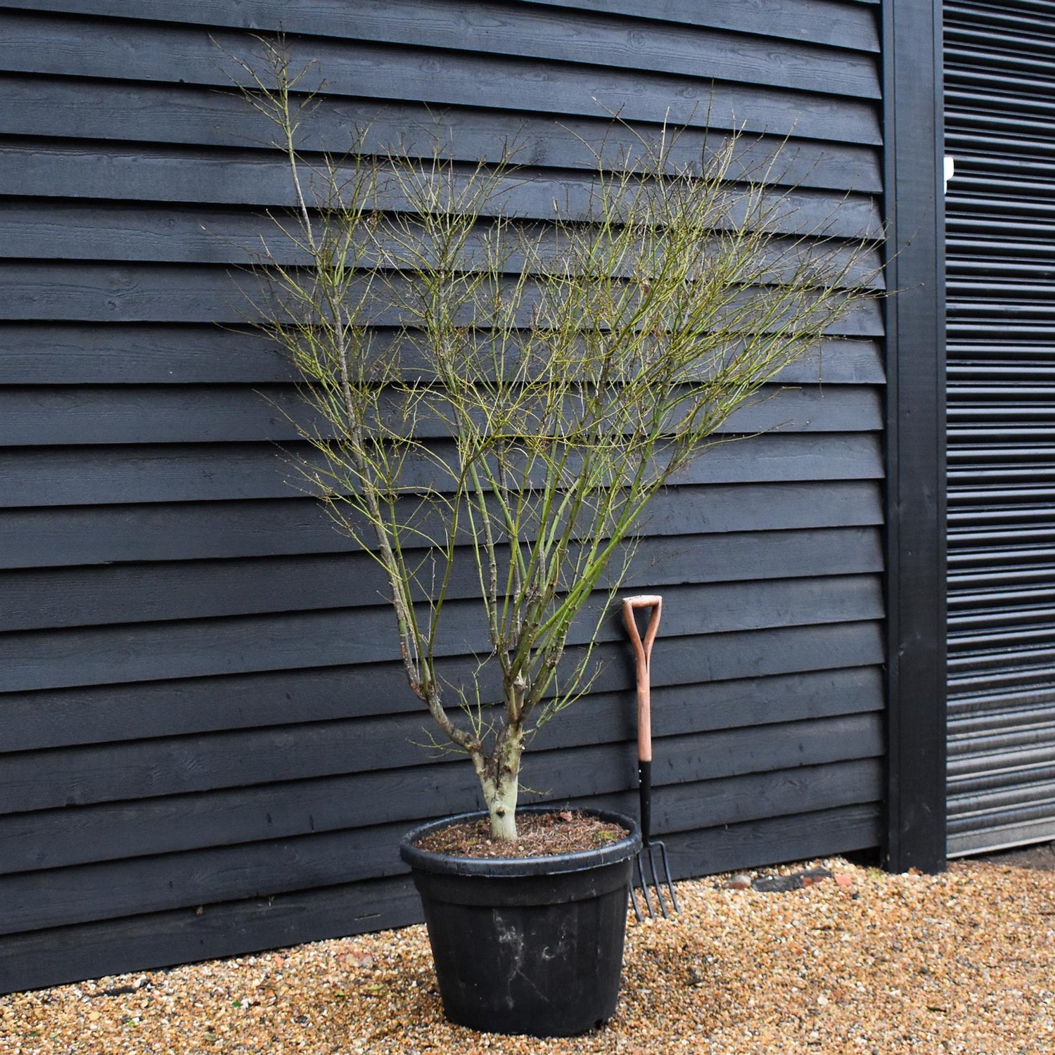 Acer palmatum 'Koto No Ito' | Japanese HarpStrings maple - Bushy - Height 200cm - 90lt