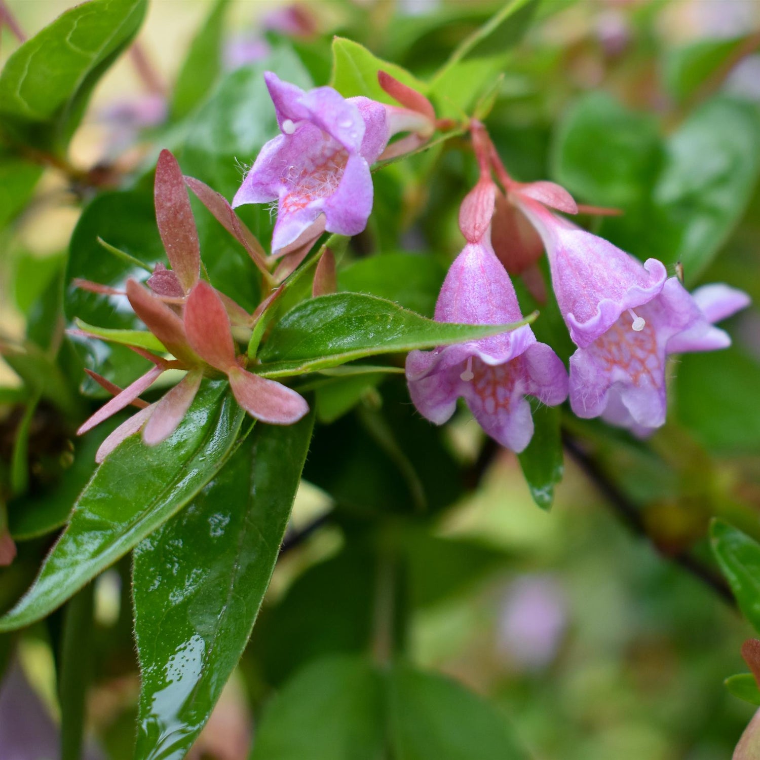 Abelia  'Edward Goucher' - 40/60cm, 15lt
