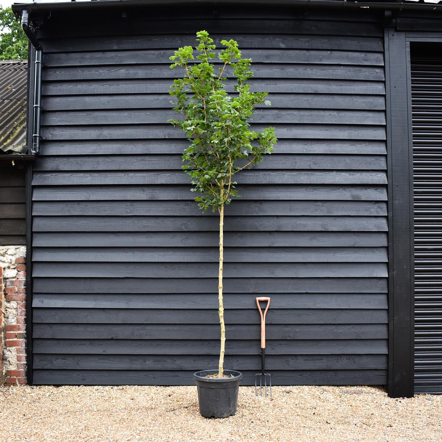 Field Maple 'Elegant' | Acer campestre  - Clear Stem - Height 250-280cm - Girth 6-8cm - 40lt