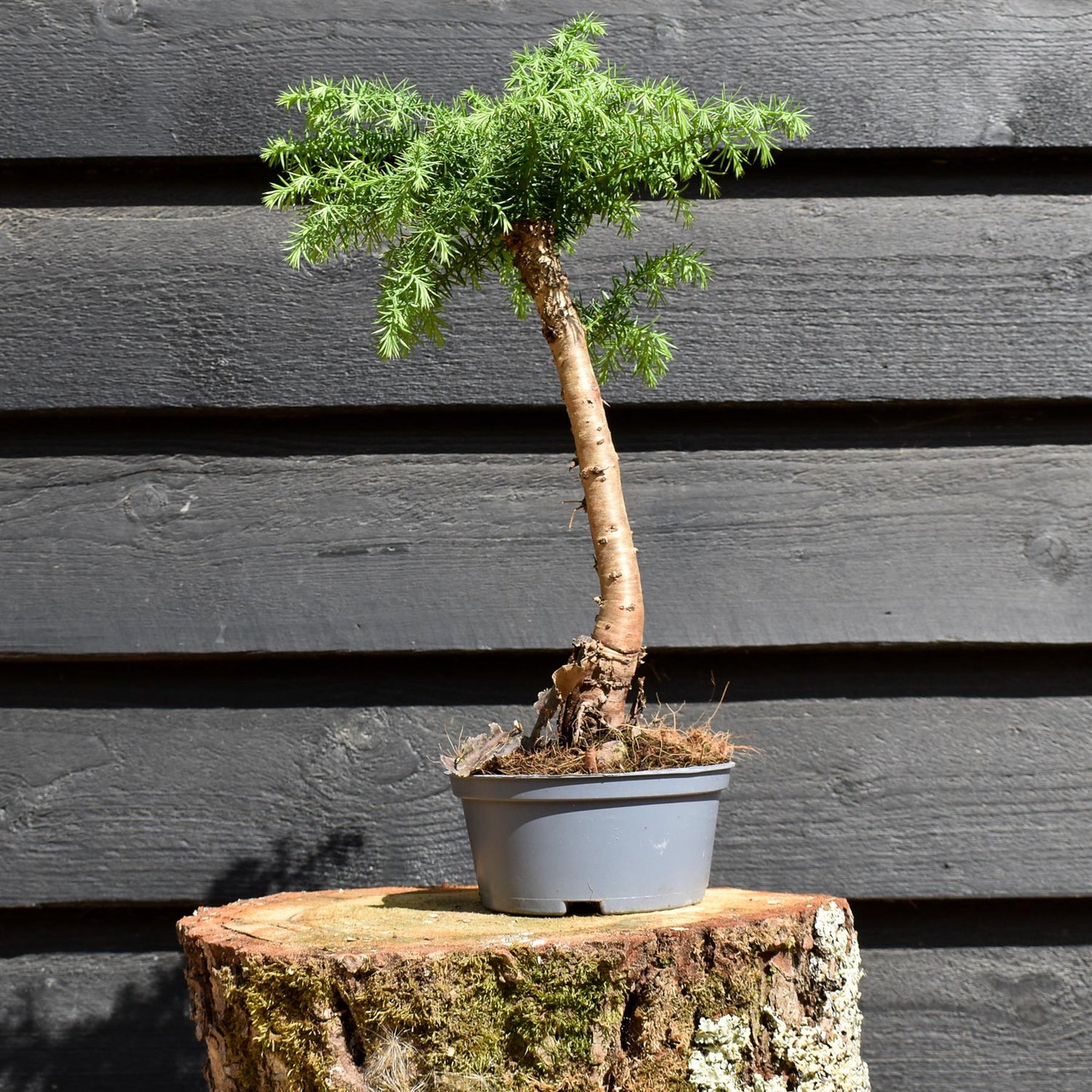 Hoop Pine | Araucaria 'Cunninghami' - Colonial Pine - House Plant - Height 30-40cm - 1lt