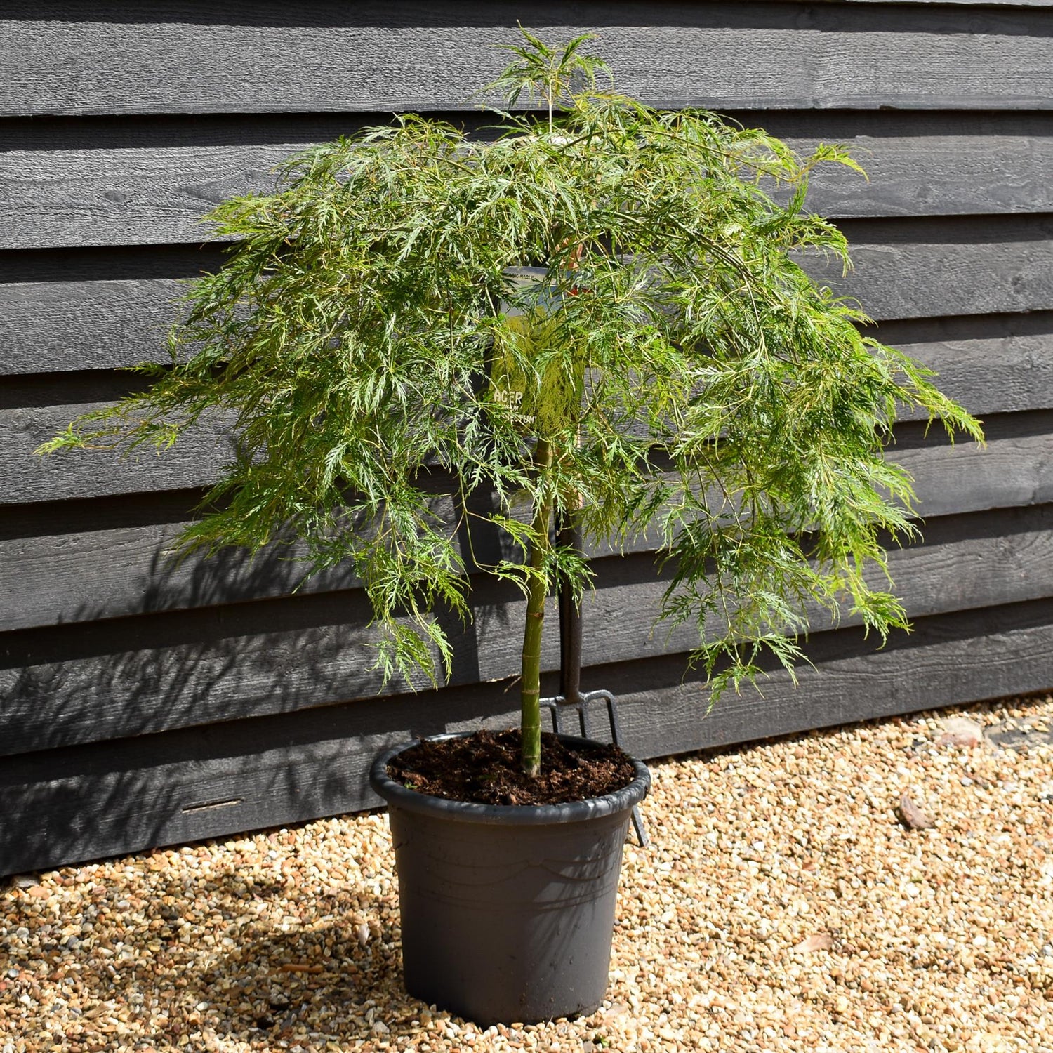 Weeping Japanese maple 'Dissectum' | Acer palmatum 'Dissectum' -  Clear Stem 50cm - Height 80-90cm - 15lt