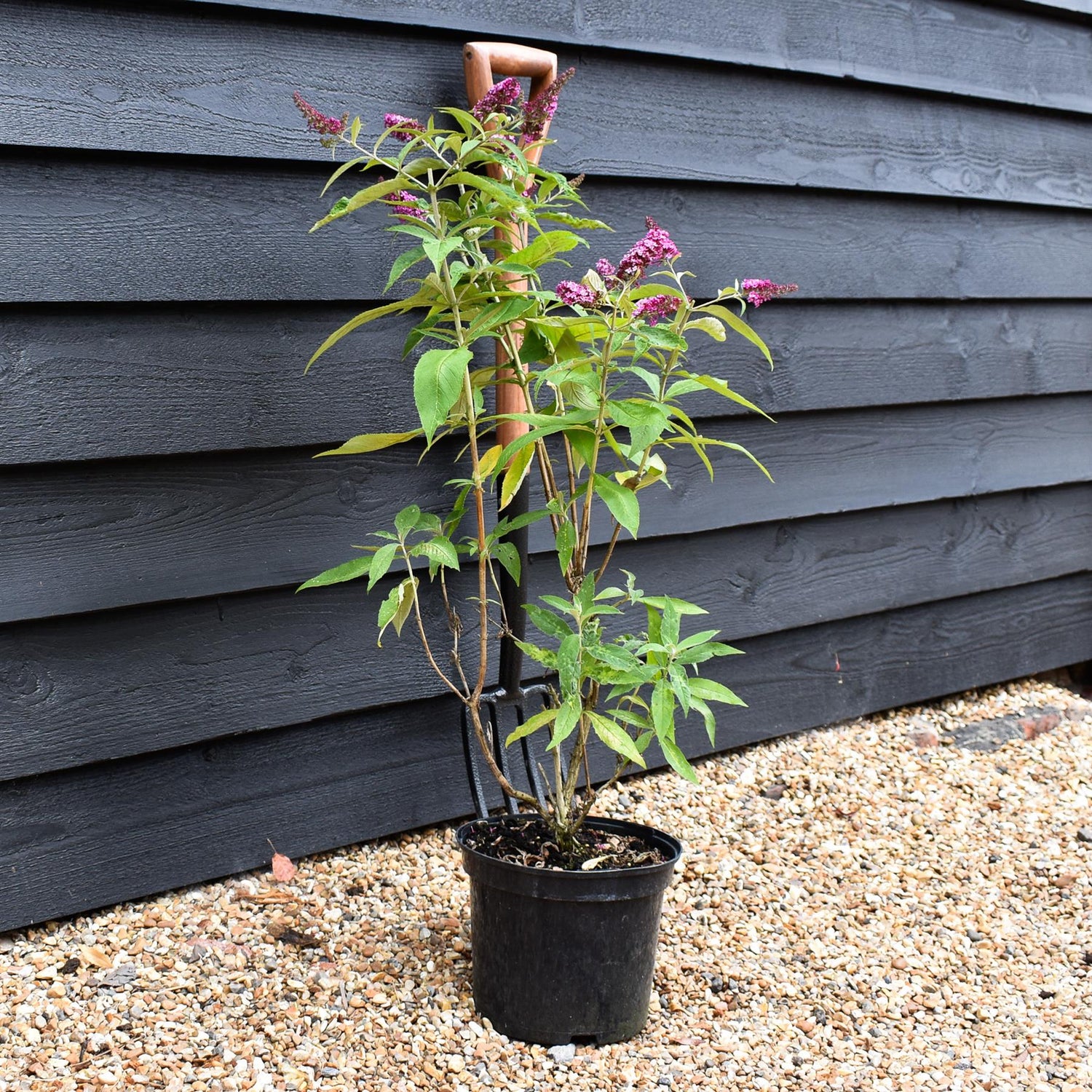 Buddleja |Butterfly Bush - Pink - Height 60-80cm - 5lt