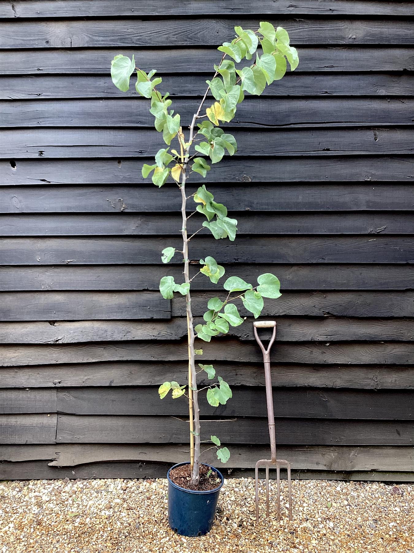 Cercis canadensis 'Eternal Flame' | Redbud | Judas trees - 160-180cm - Bushy - 12lt