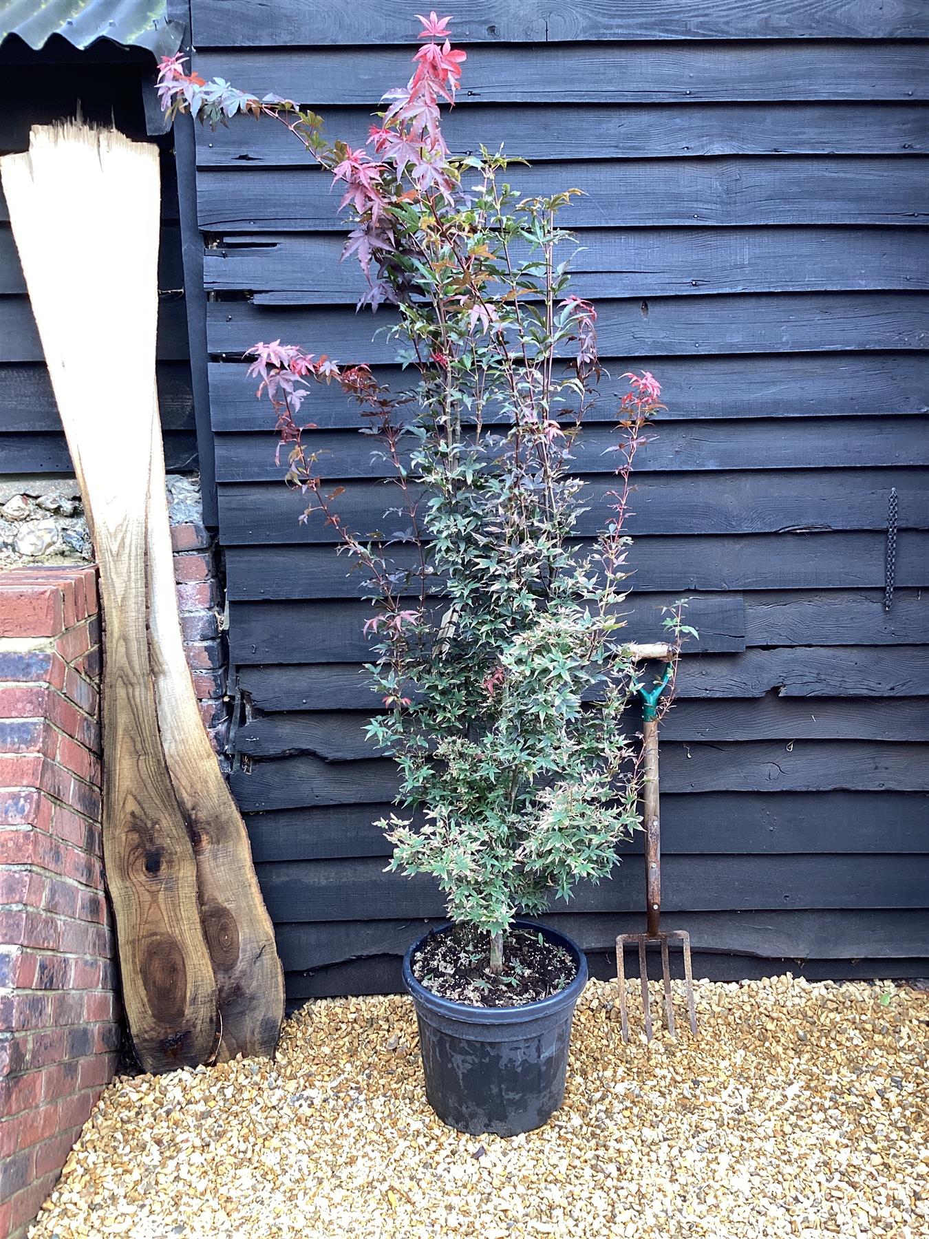 Acer palmatum 'Little Red' | Japanese Maple Little Red - 220-230cm, 35lt