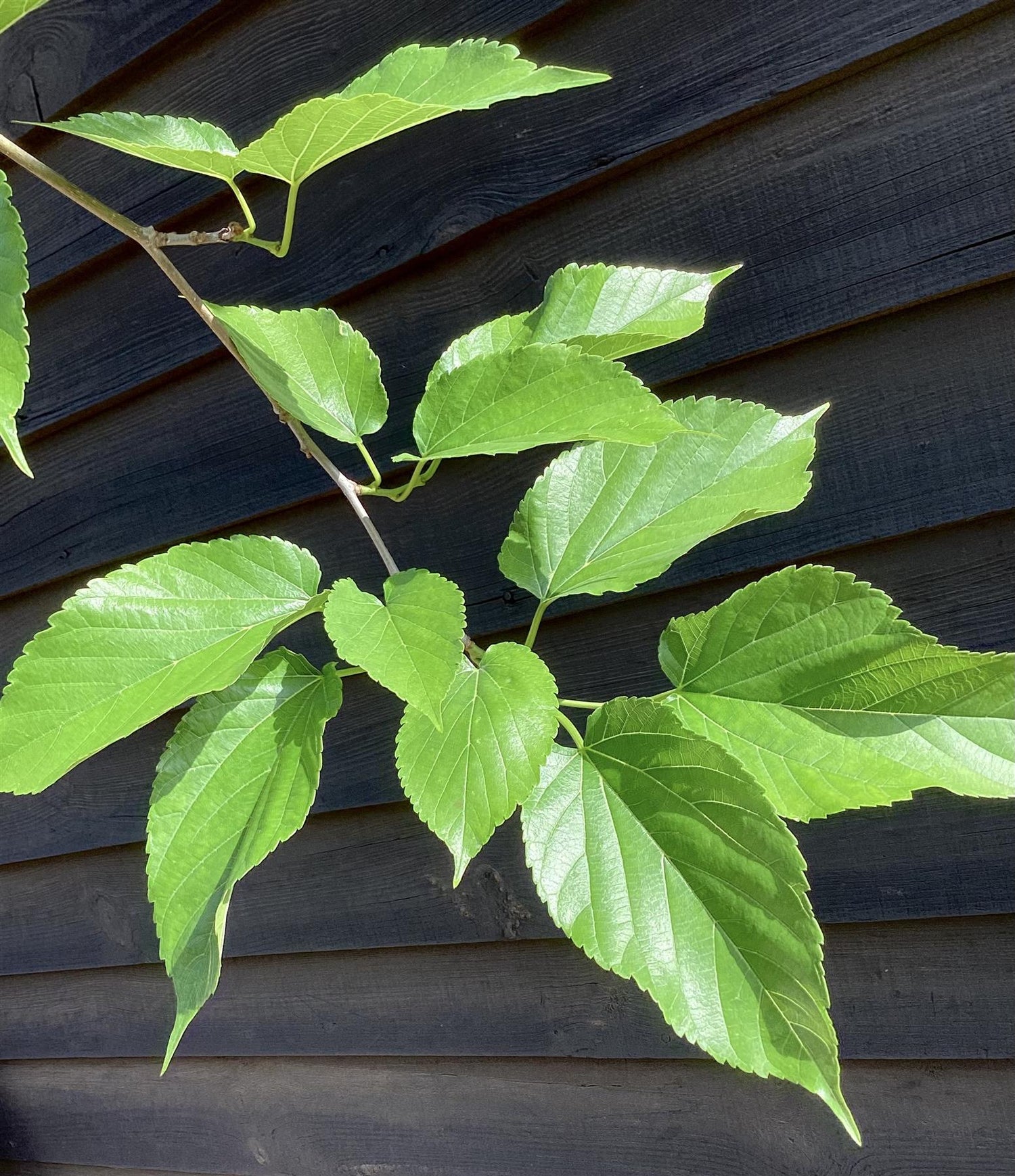 Morus Alba | White Mulberry - Girth 18cm - 375cm Clear Stem - 130lt