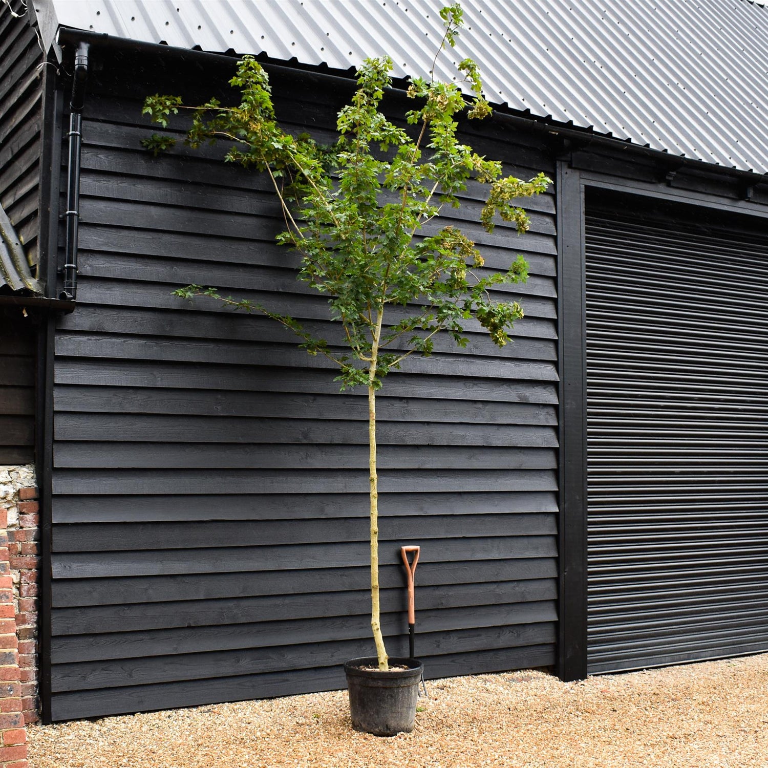 Field Maple | Acer campestre - Height 300-350cm - Girth 12-14cm - 30-50lt