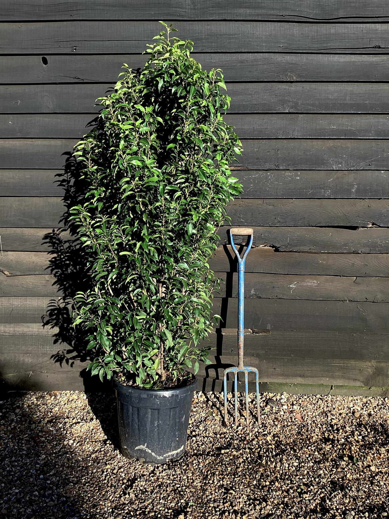 Prunus lusitanica | Portuguese Laurel Cherry - Height 140-160cm - 30lt